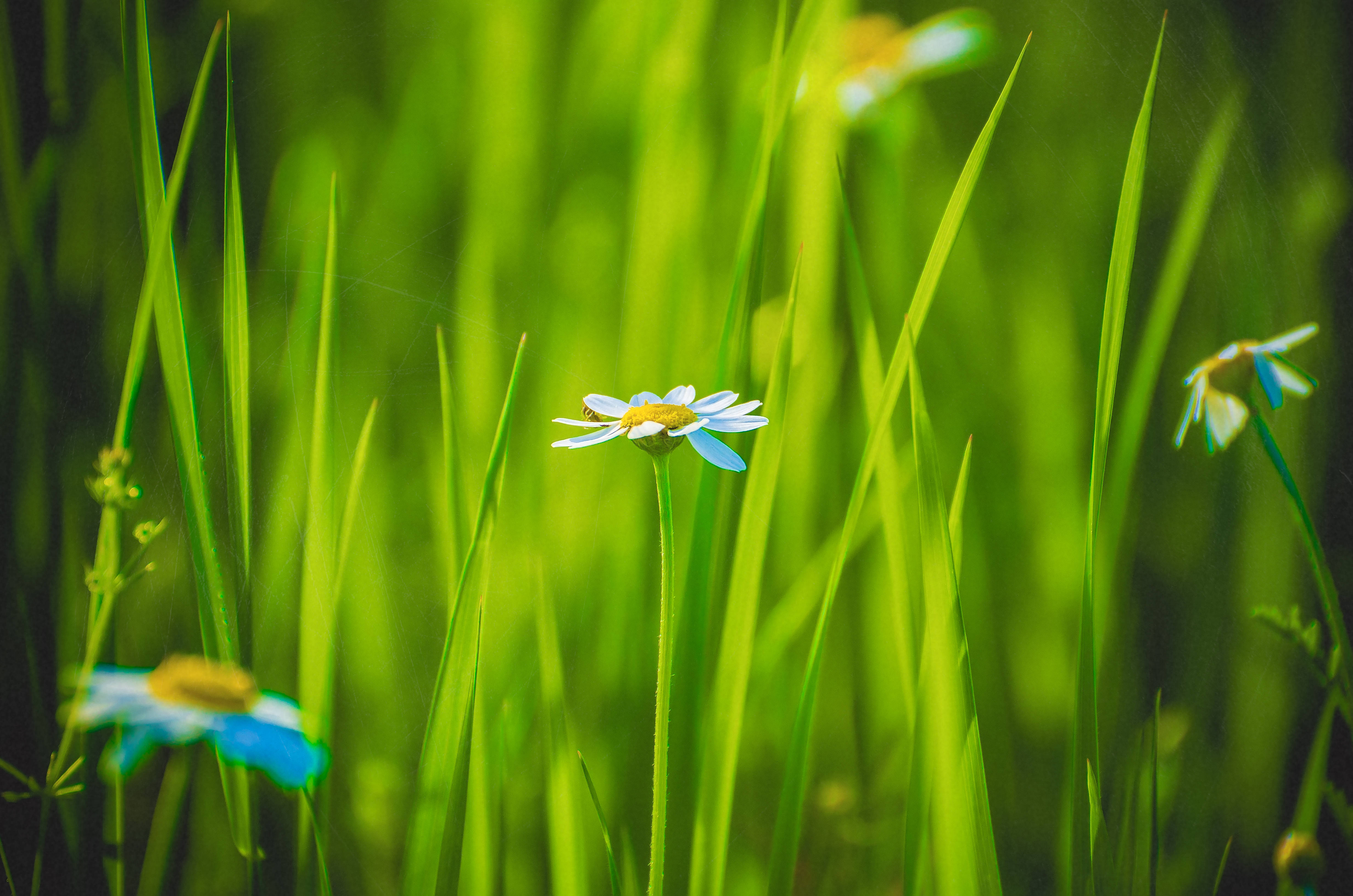 daisy, blue petals, yellow center, 4K Desktop Wallpaper