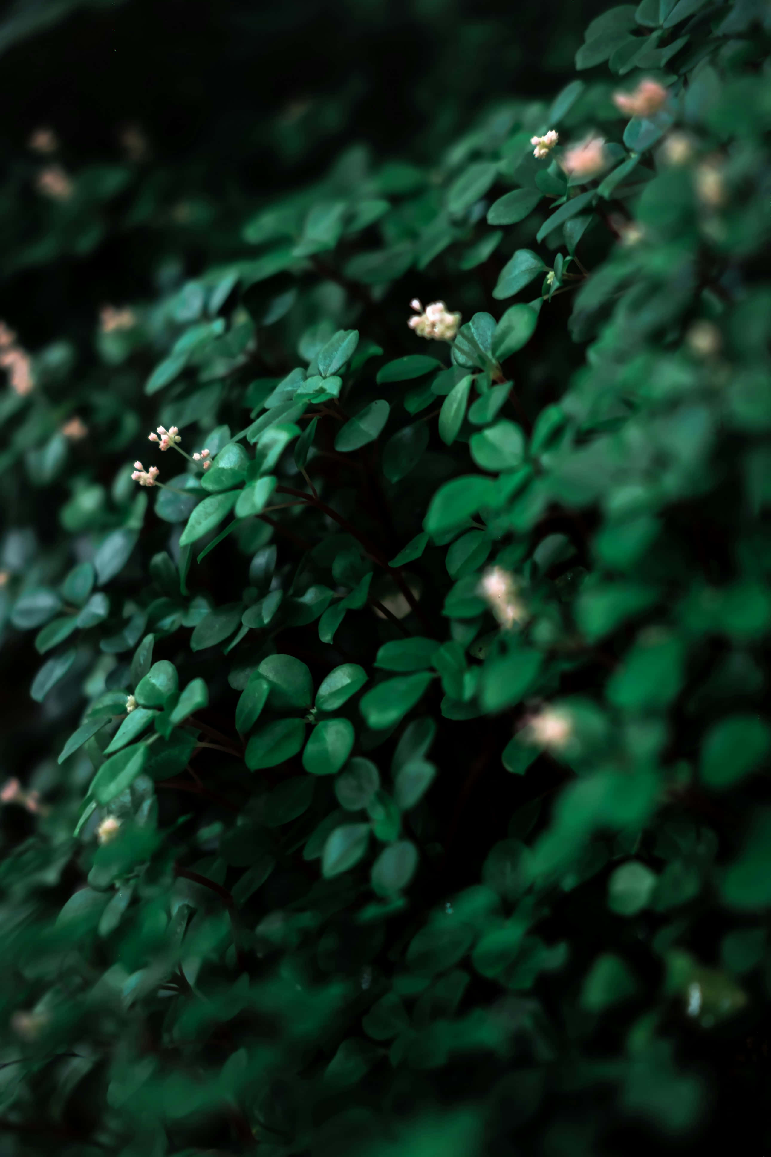 dark green foliage, tiny white flowers, vintage aesthetic, 4K Phone Wallpaper