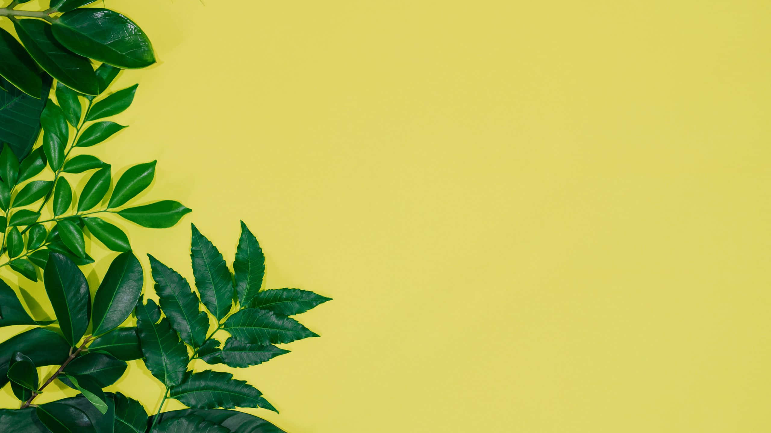 vibrant green foliage, yellow background, top left corner, 2K Desktop Wallpaper