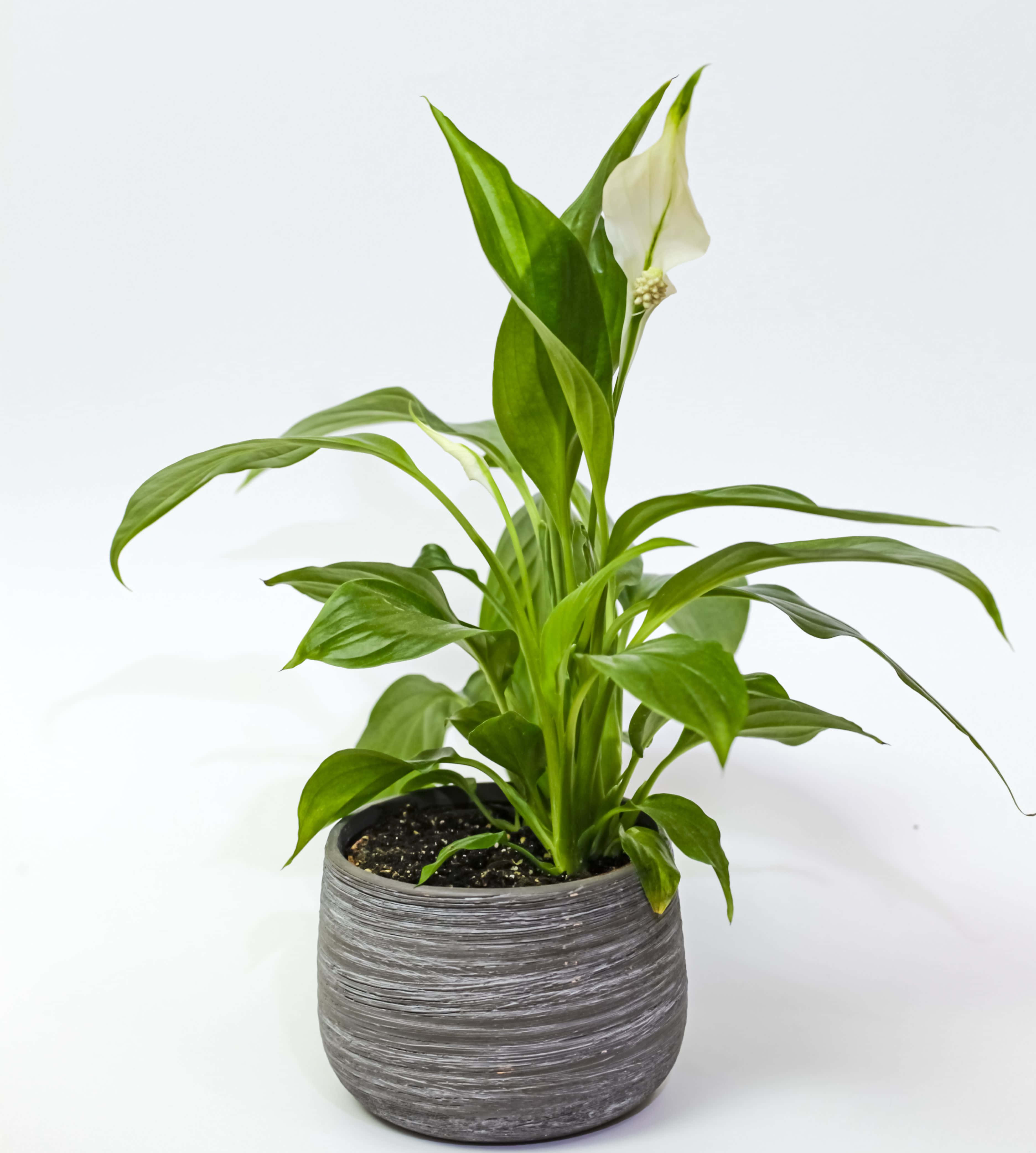 peace lily, glossy green leaves, pristine white spathe, 4K Phone Wallpaper