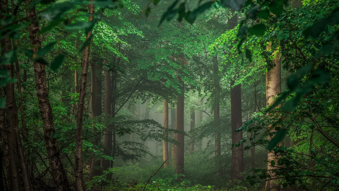 Green Forest