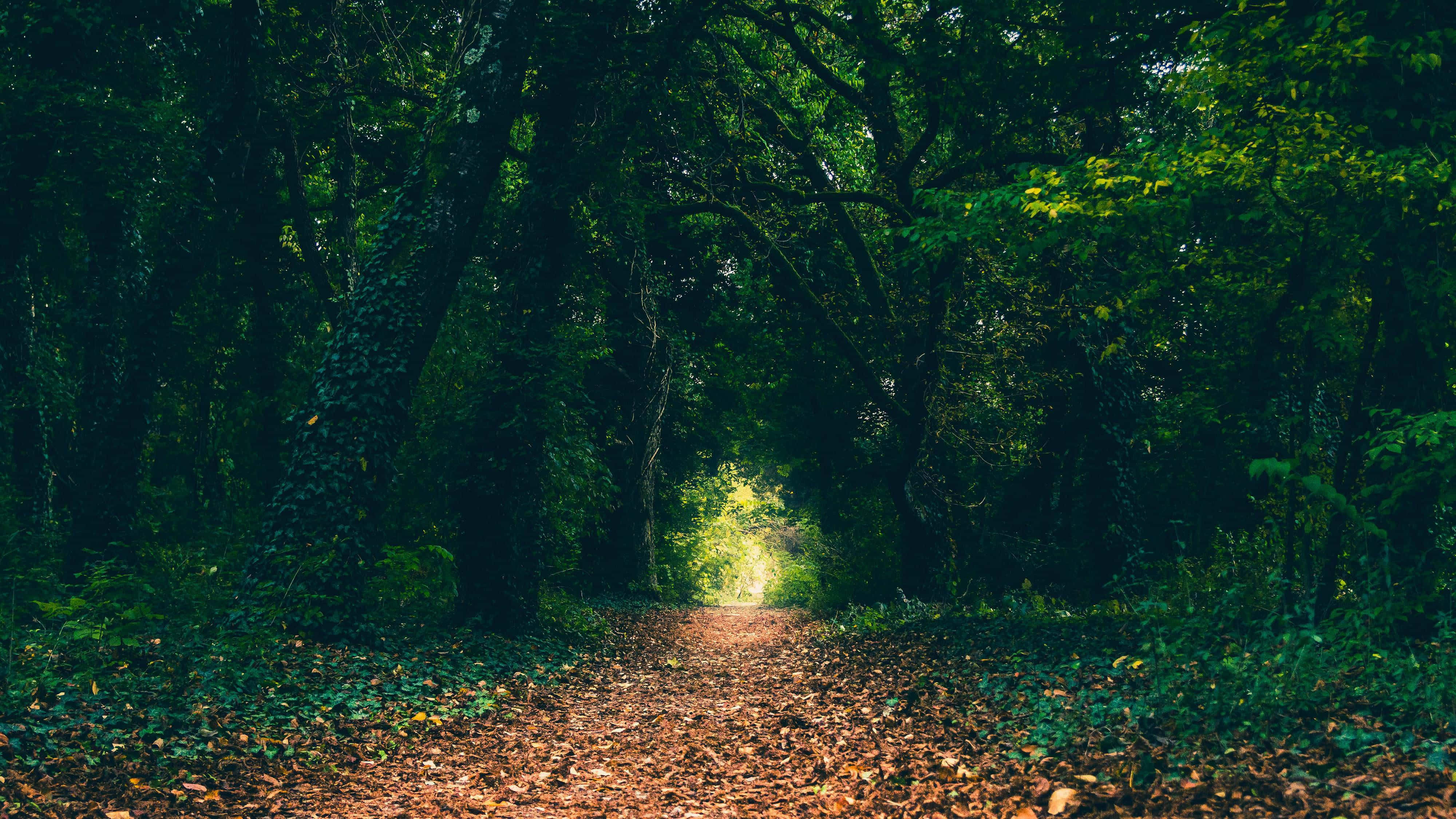 magical forest, winding forest path, fallen leaves, 4K Desktop Wallpaper