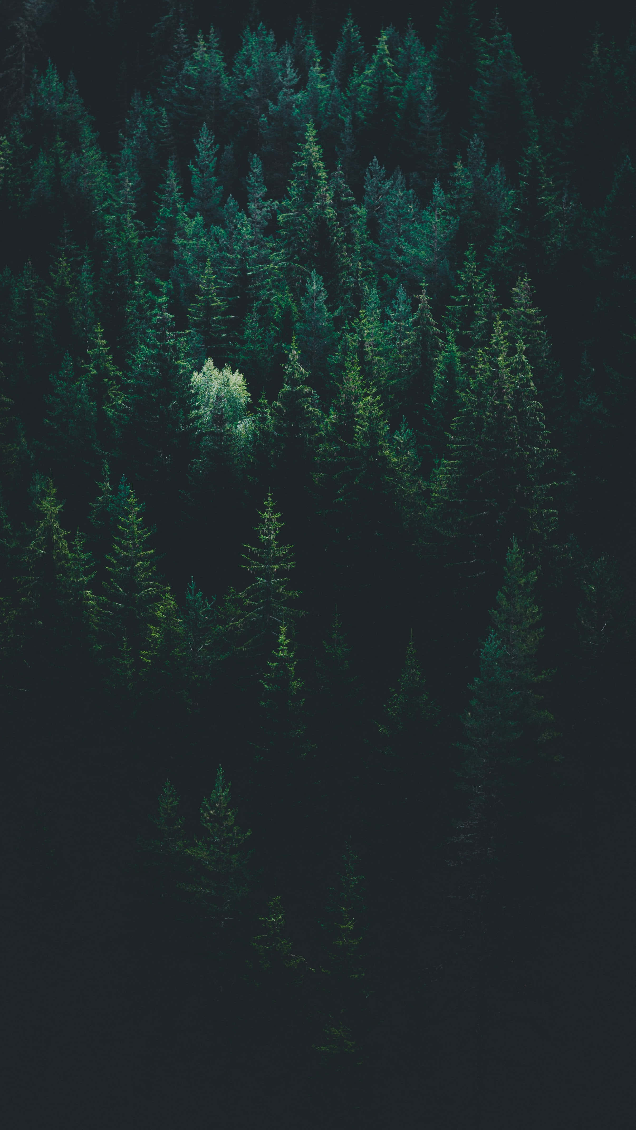 Enigmatic Forest Green Aesthetic, dark green pine forest, bright white tree, 4K Phone Wallpaper