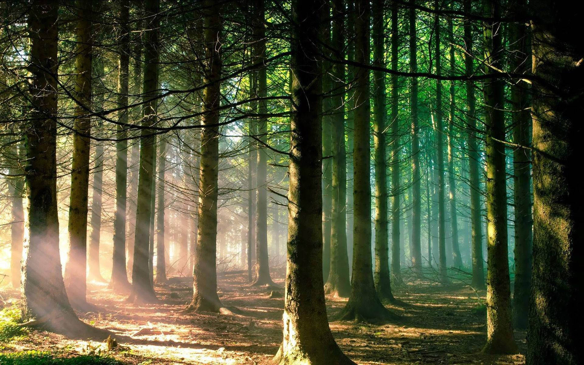 Green Light Forest, sunlight, tall trees, Full HD Desktop Wallpaper
