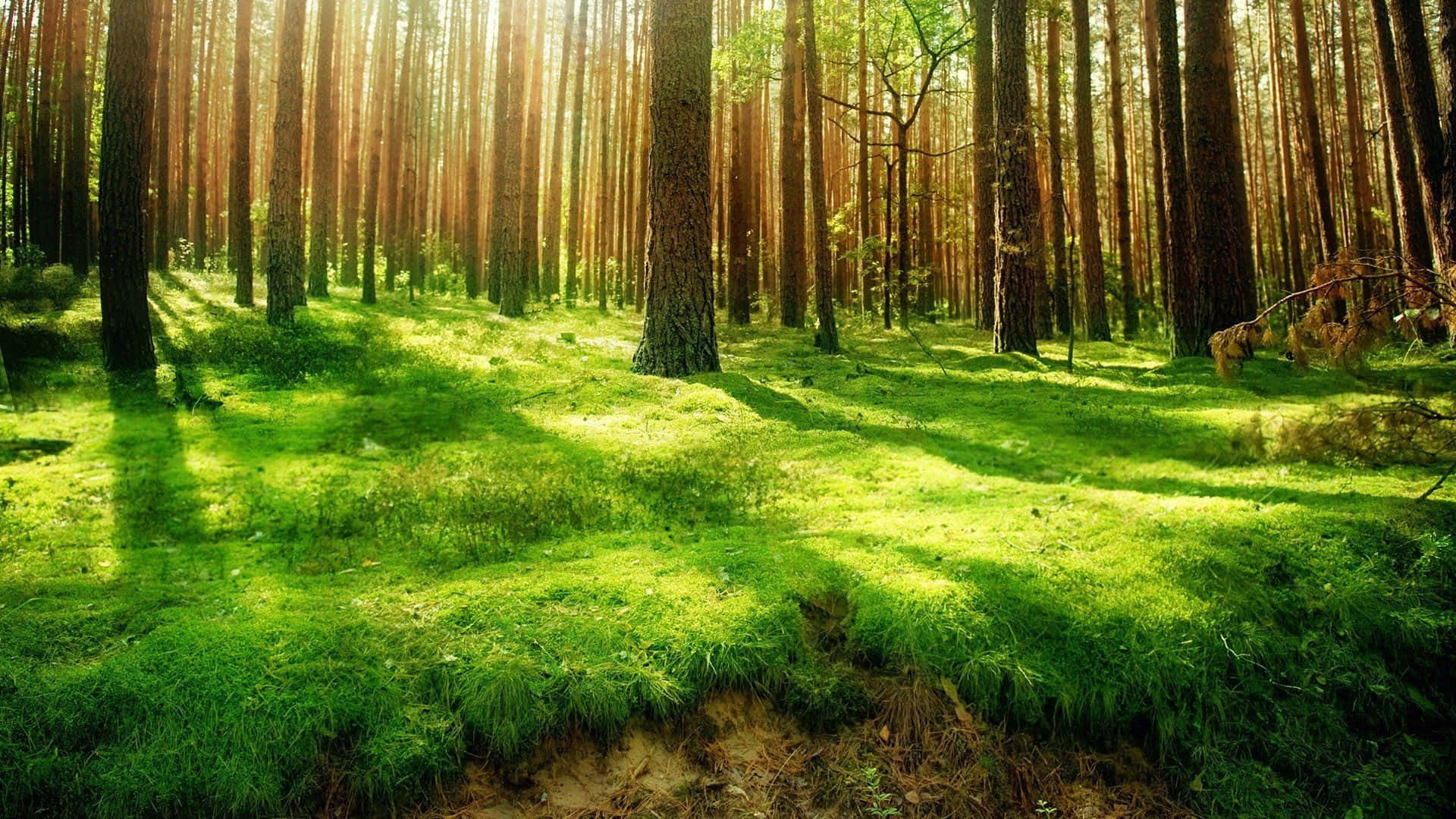 Green Forest, pine trees, golden beams, Full HD Desktop Wallpaper