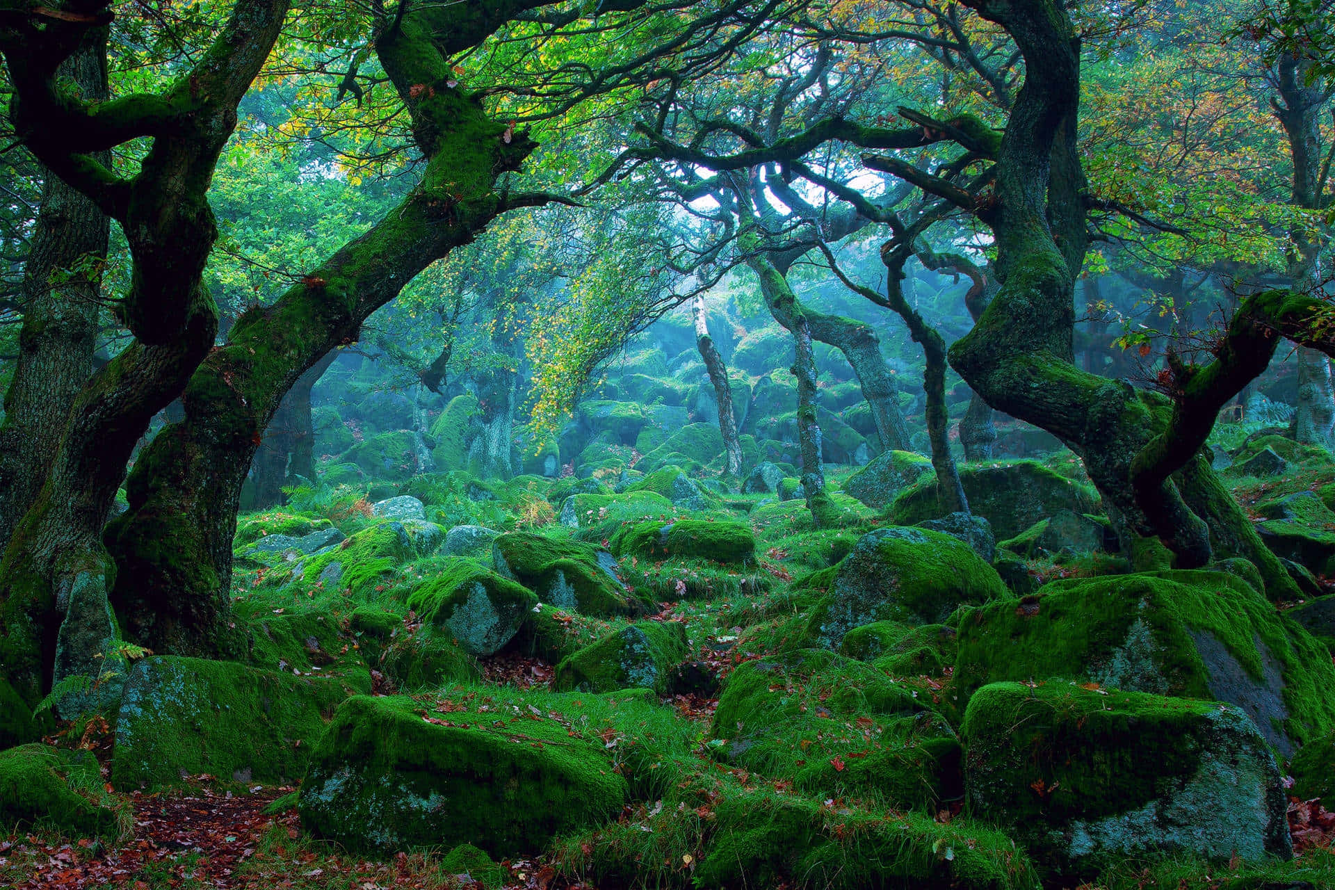 mossy rocks, misty forest floor, emerald green moss, Full HD Desktop Wallpaper