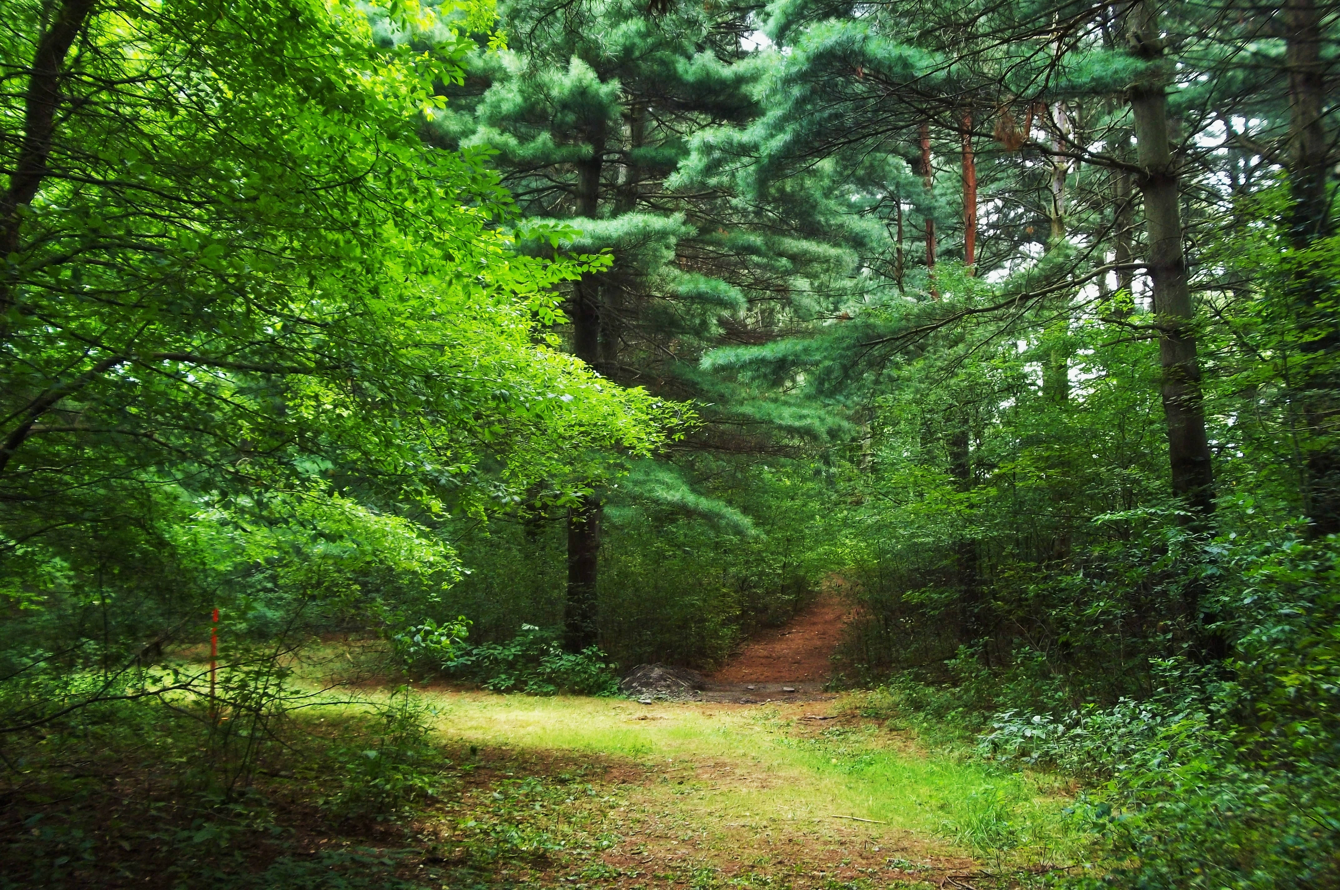 bright green forest, winding dirt path, lush green forest, 4K Desktop Wallpaper