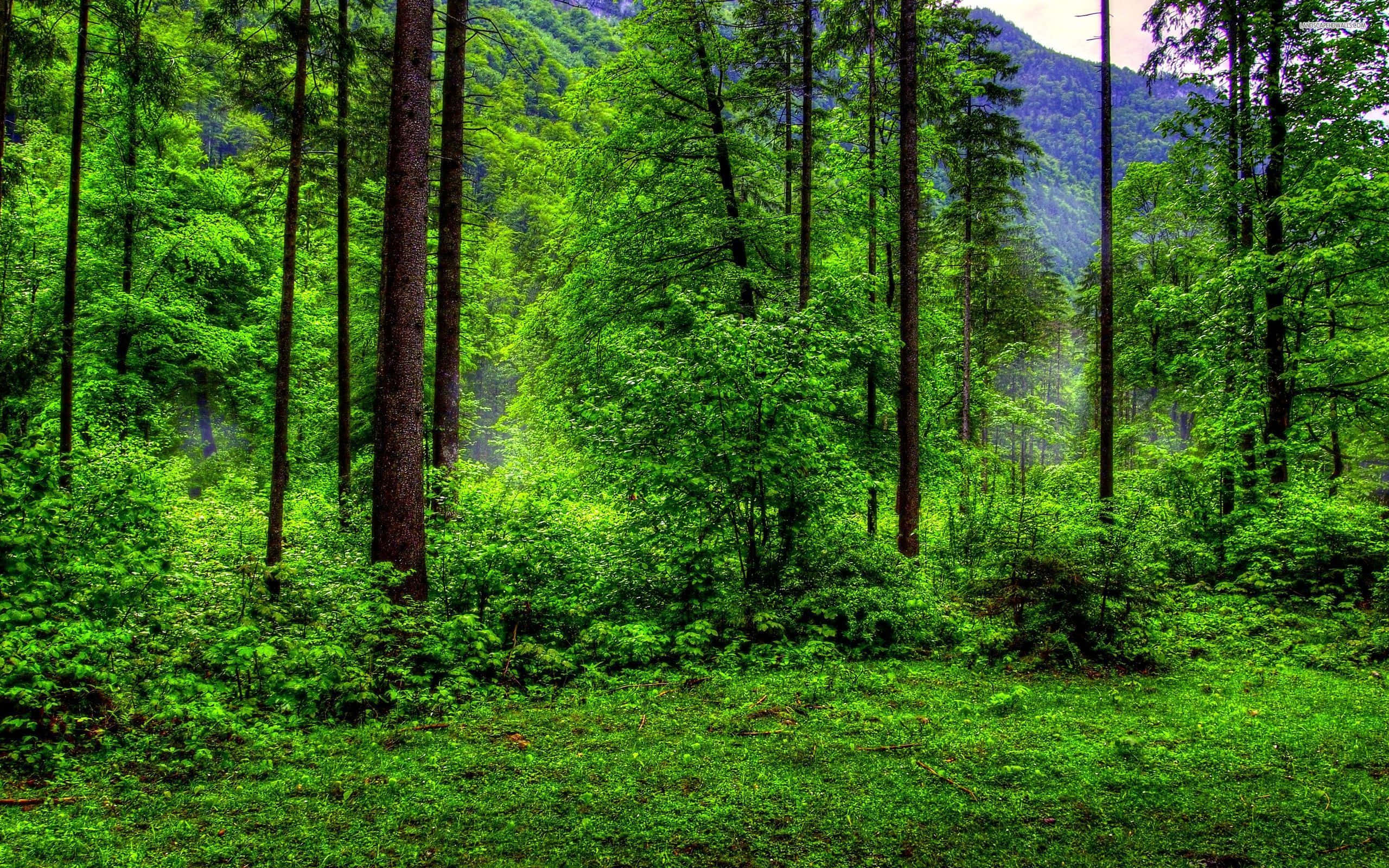 Green Forest, clear sky, tall trees, 2K Desktop Wallpaper