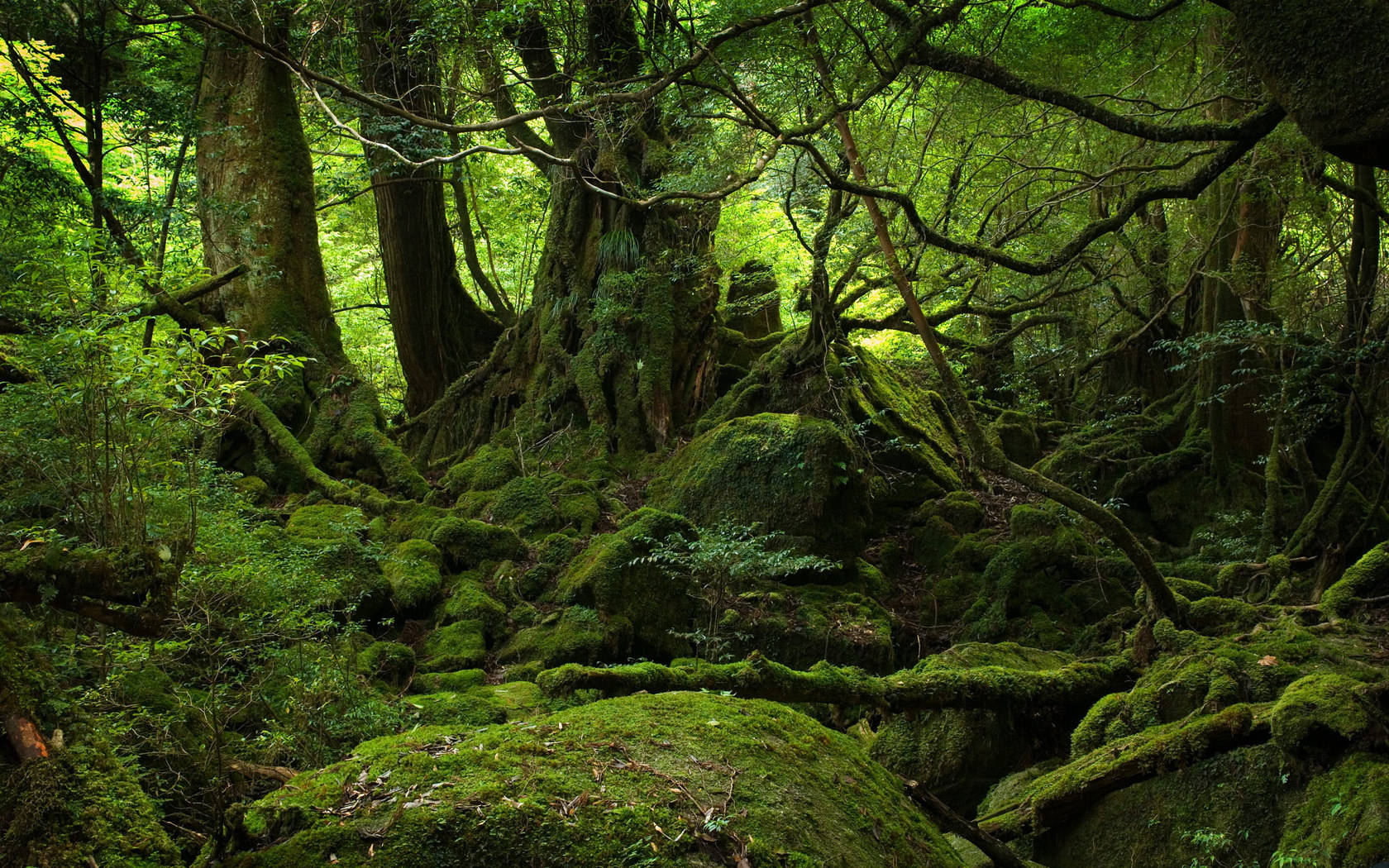 dark but lush forest, ancient moss-covered trees, gnarled roots, HD Desktop Wallpaper