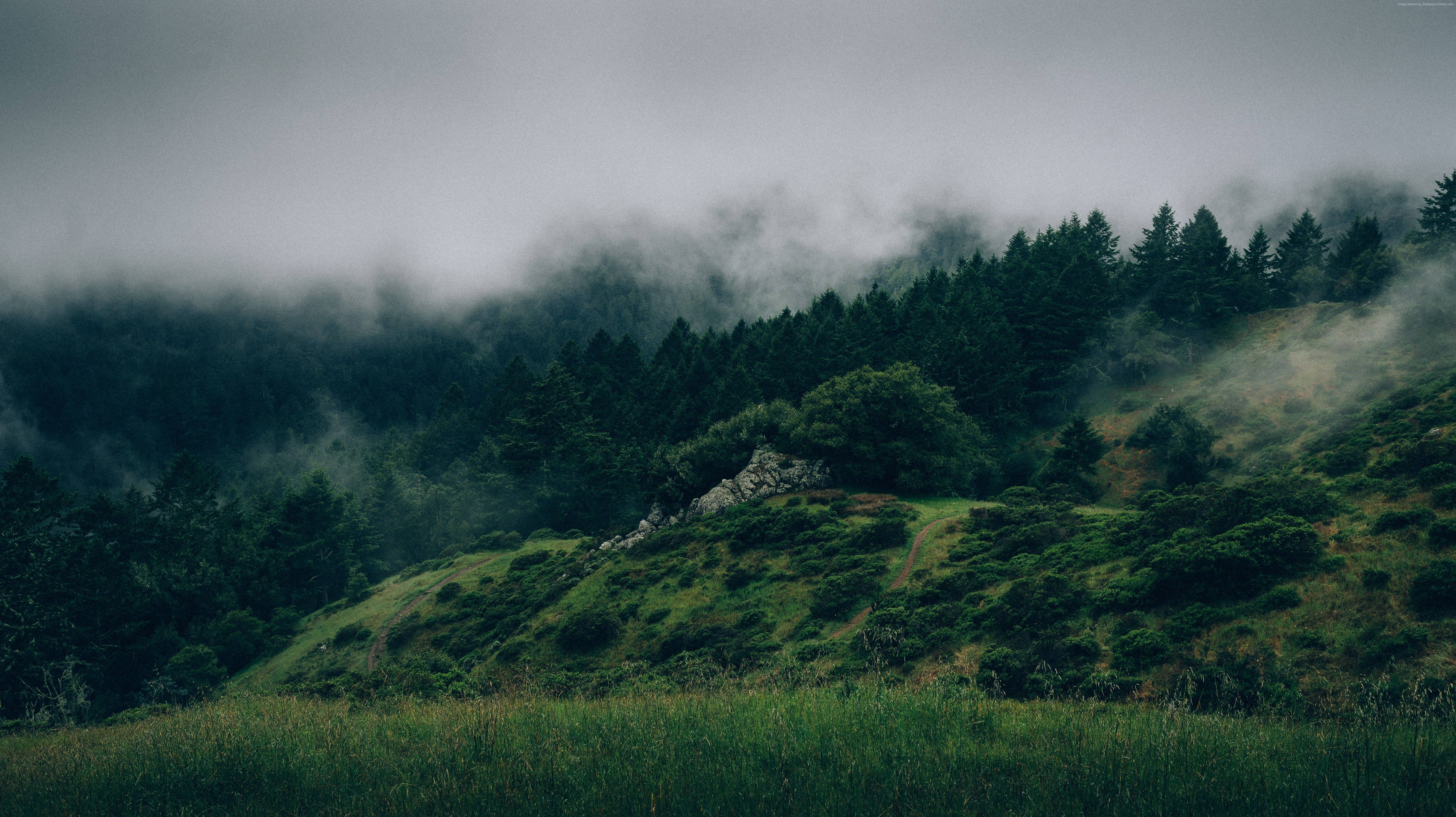 Green Misty Forest, mist, forested hills, 5K Desktop Wallpaper