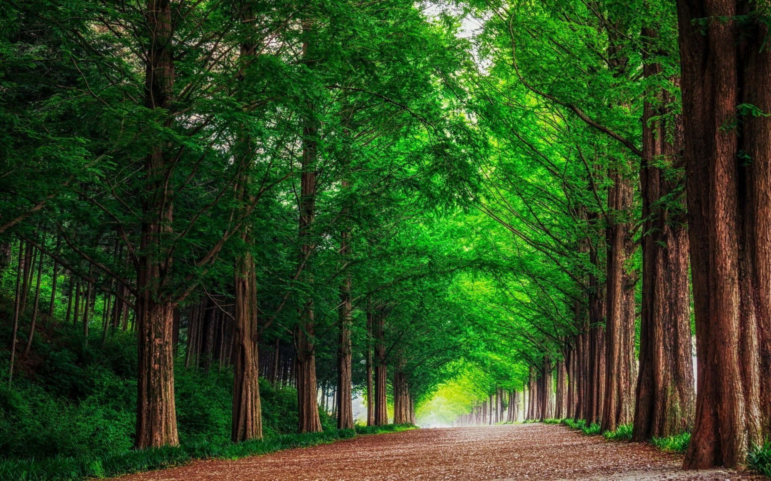 Green Forest, tall green trees, dense canopy, 2K Desktop Wallpaper