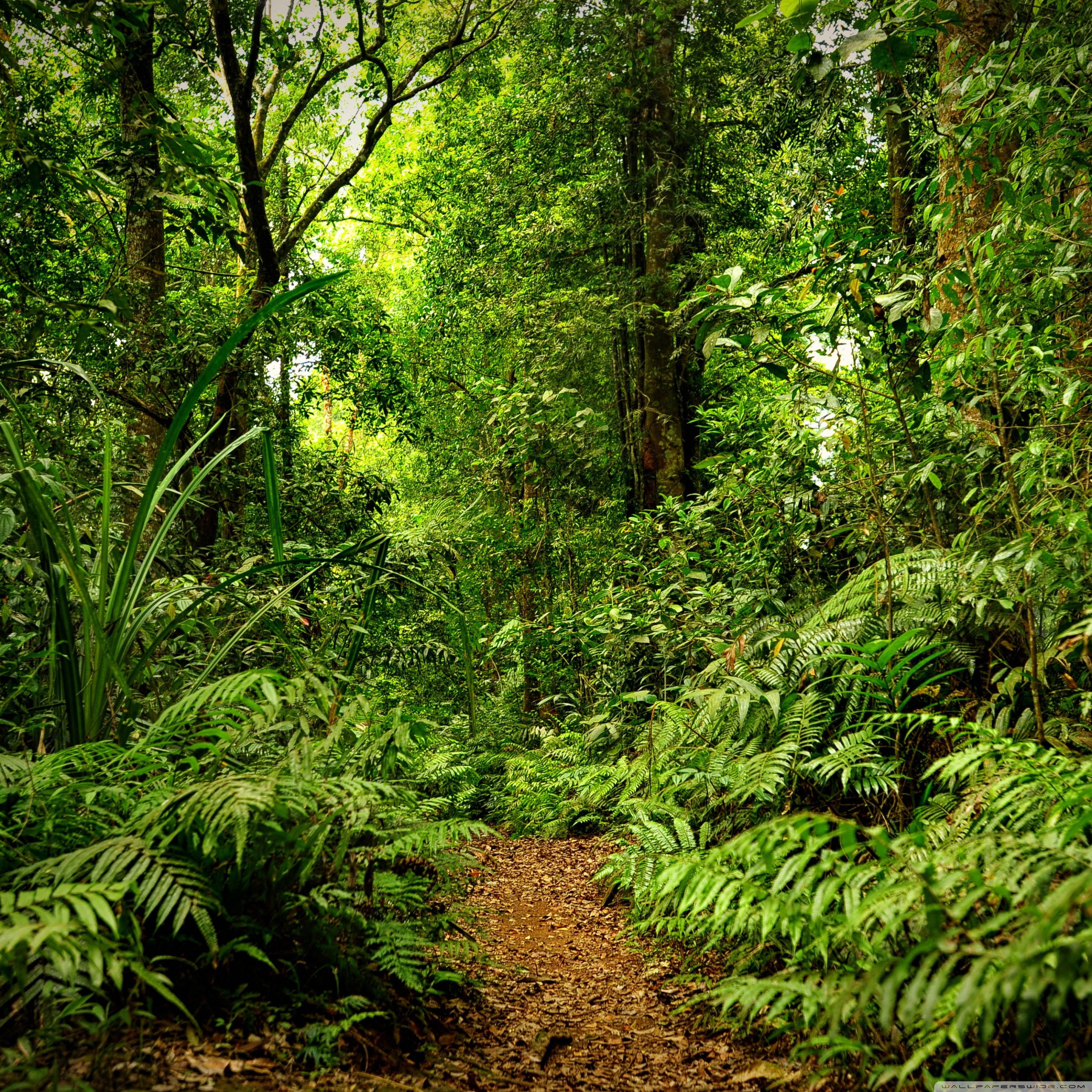 lush green forest, winding dirt path, jungle, 2K Desktop Wallpaper
