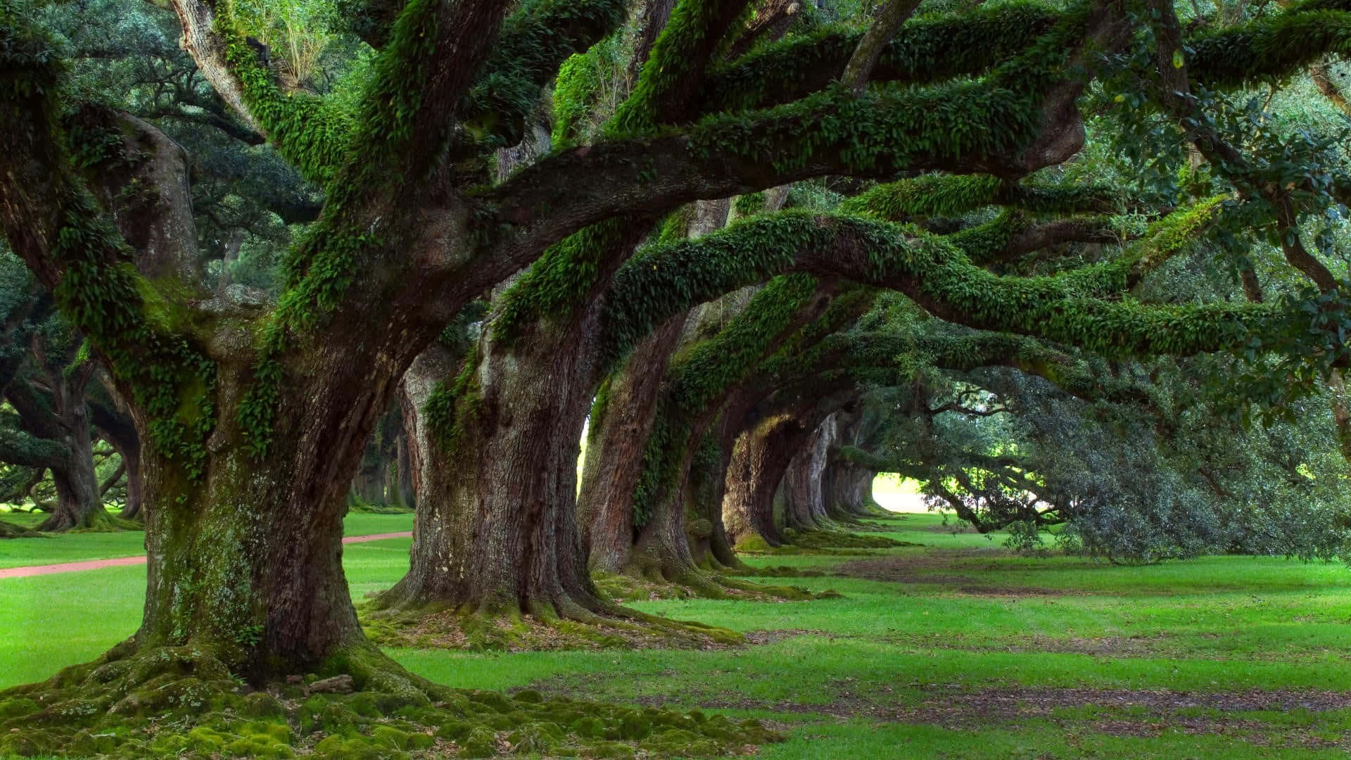 ancient moss-covered oak trees, majestic canopy, sunlit grassy pathway, Full HD Desktop Wallpaper