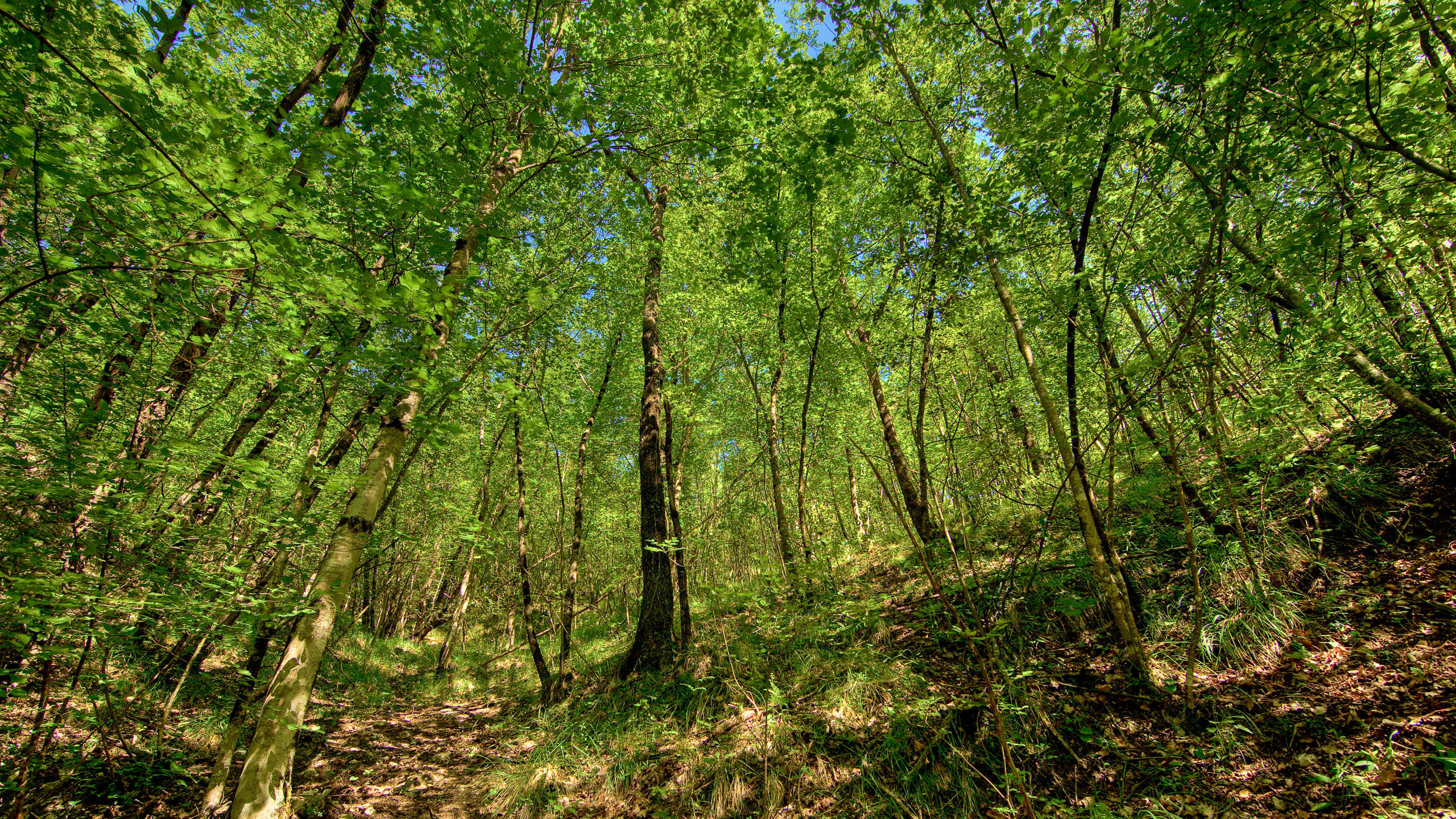 2560x1440, nature, green forest, 2K Desktop Wallpaper