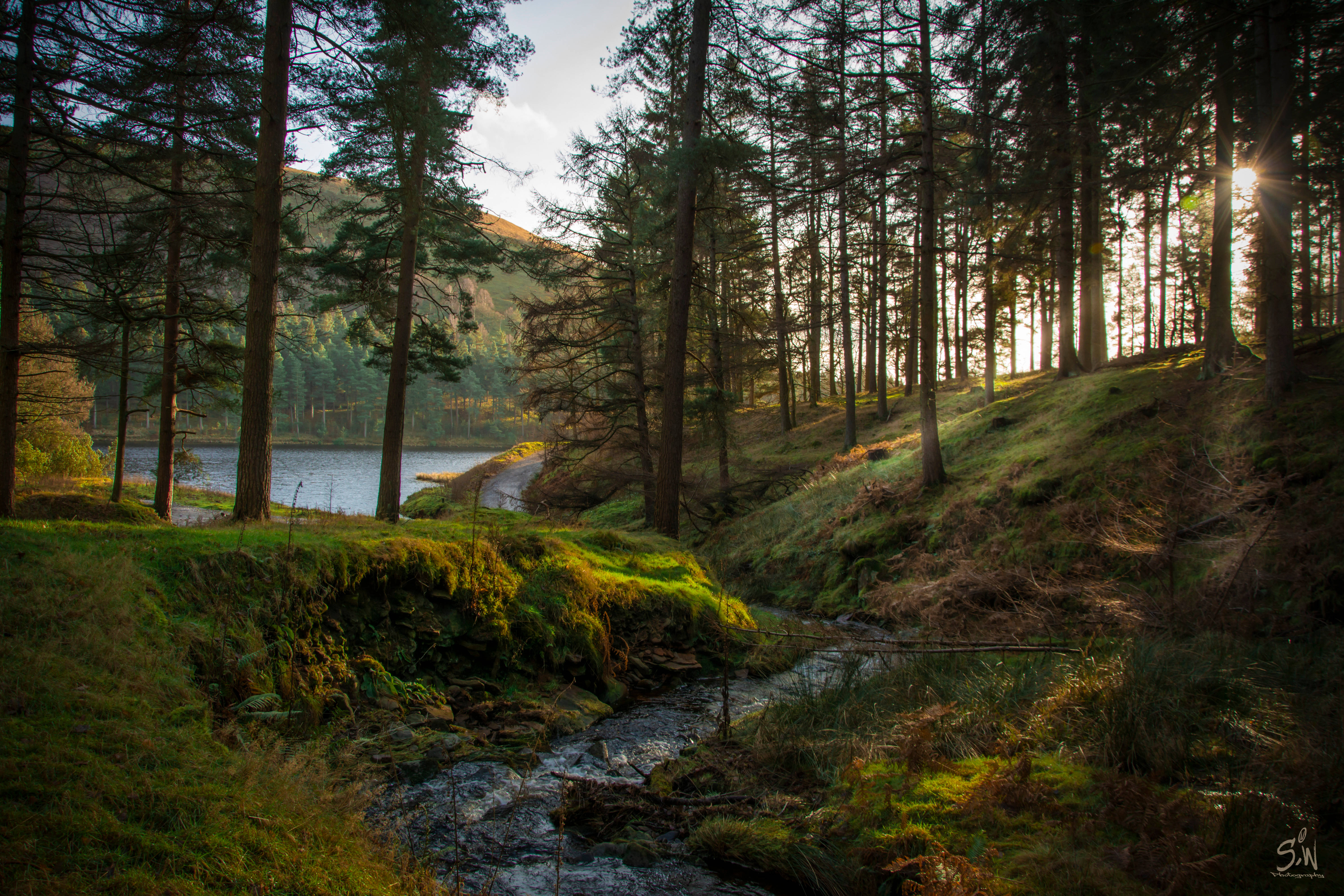 forest, stream, pine trees, 5K Desktop Wallpaper