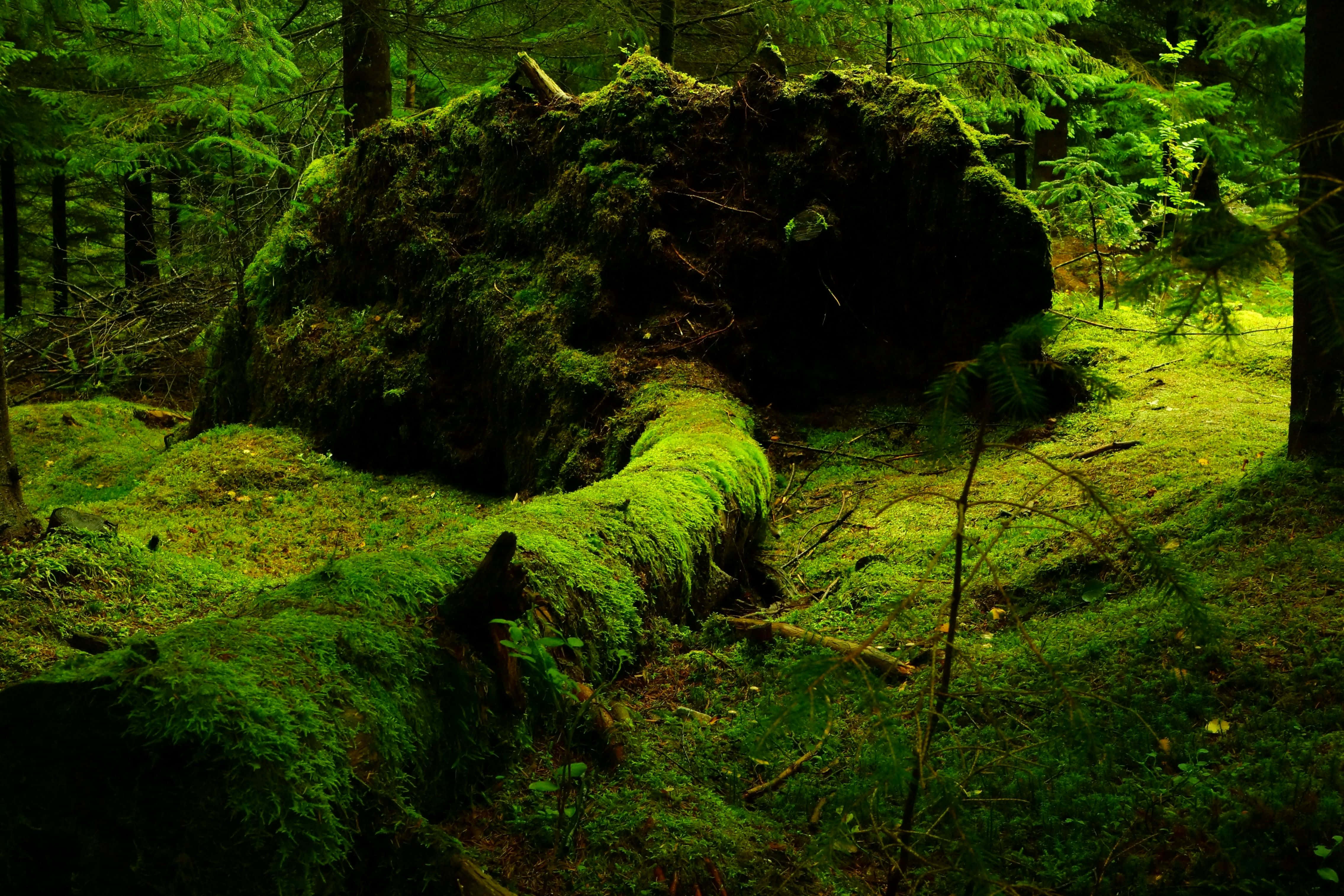 enchanted forest, green moss covered rock and log, massive moss-covered fallen tree trunk, 4K Desktop Wallpaper
