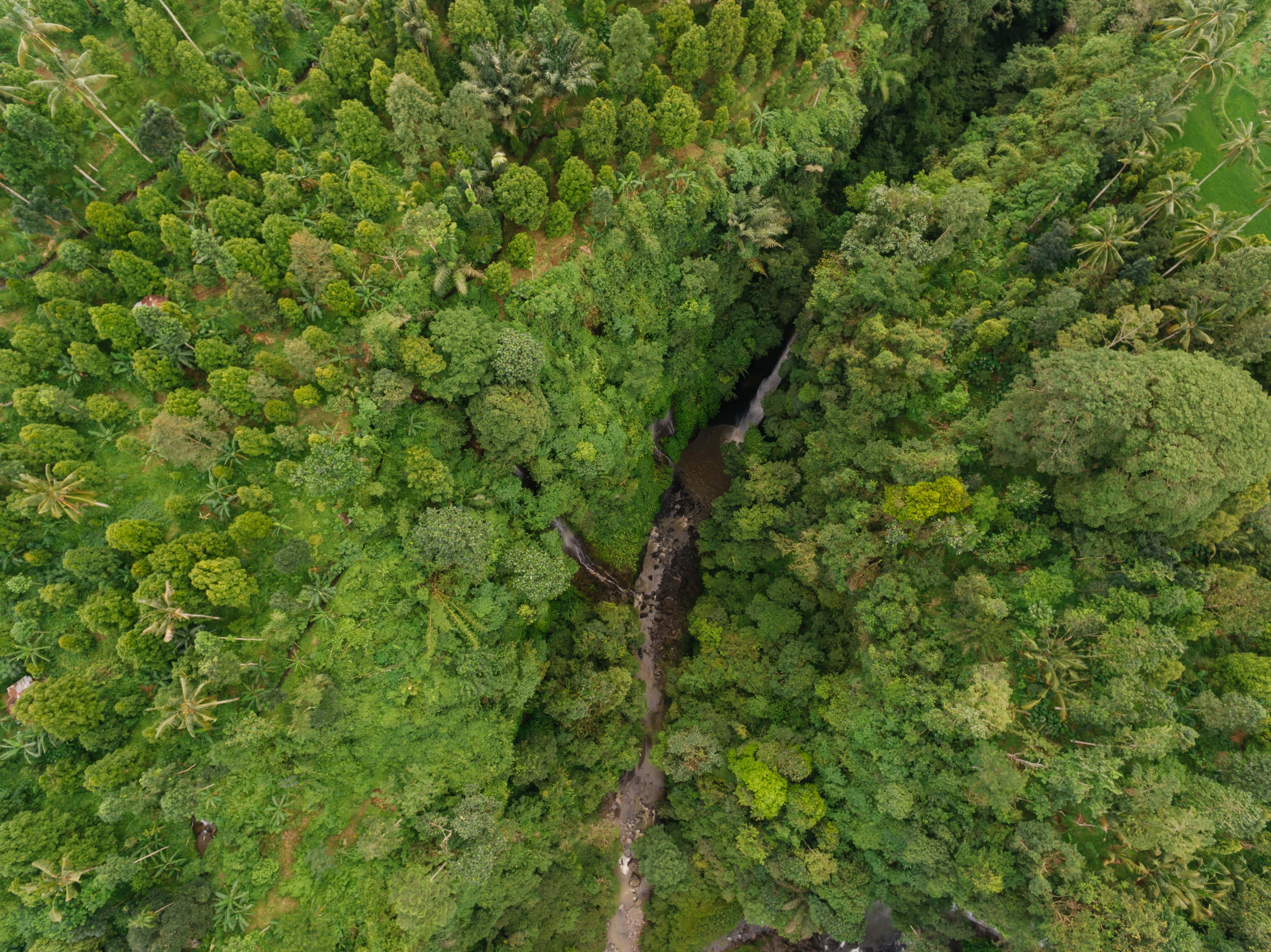 Green Forest, emerald jungle canopy, winding river, 4K Desktop Wallpaper