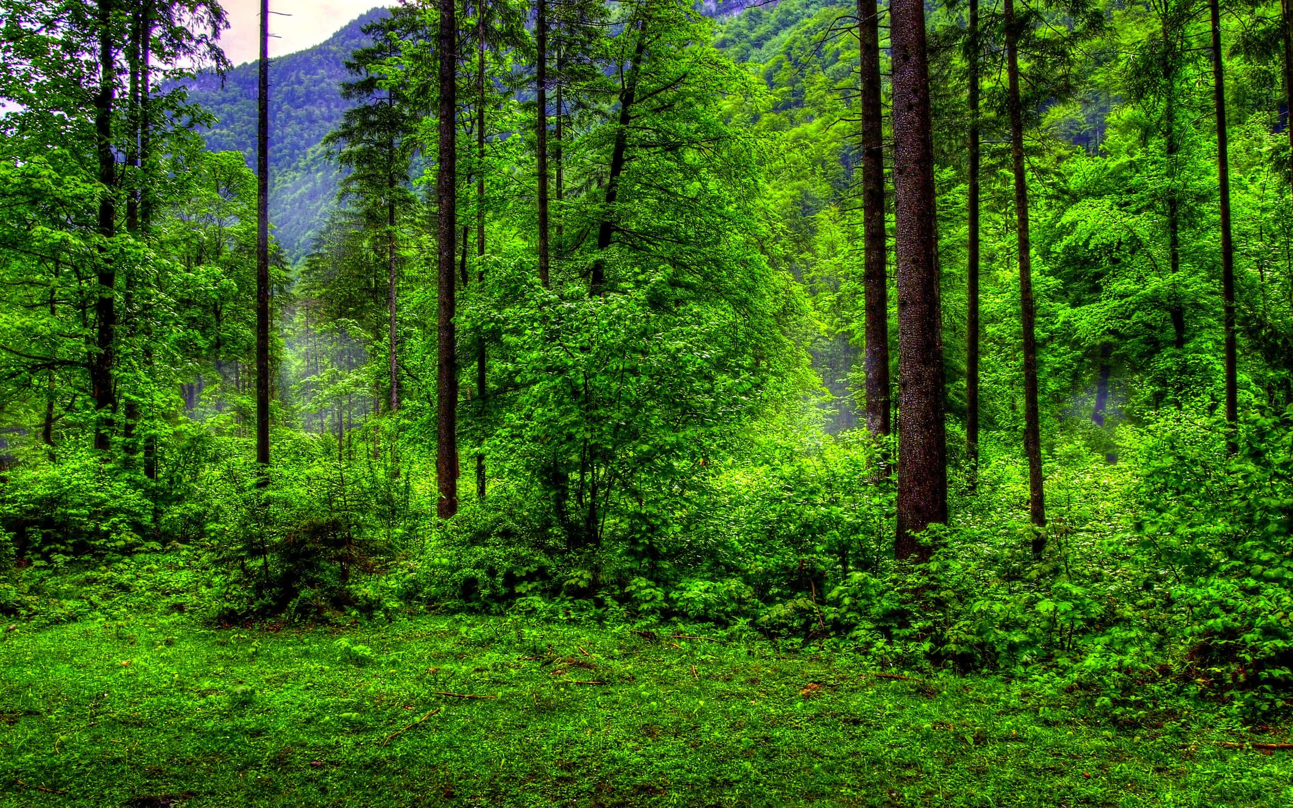 Green Forest, vibrant green forest, tall trees, 2K Desktop Wallpaper