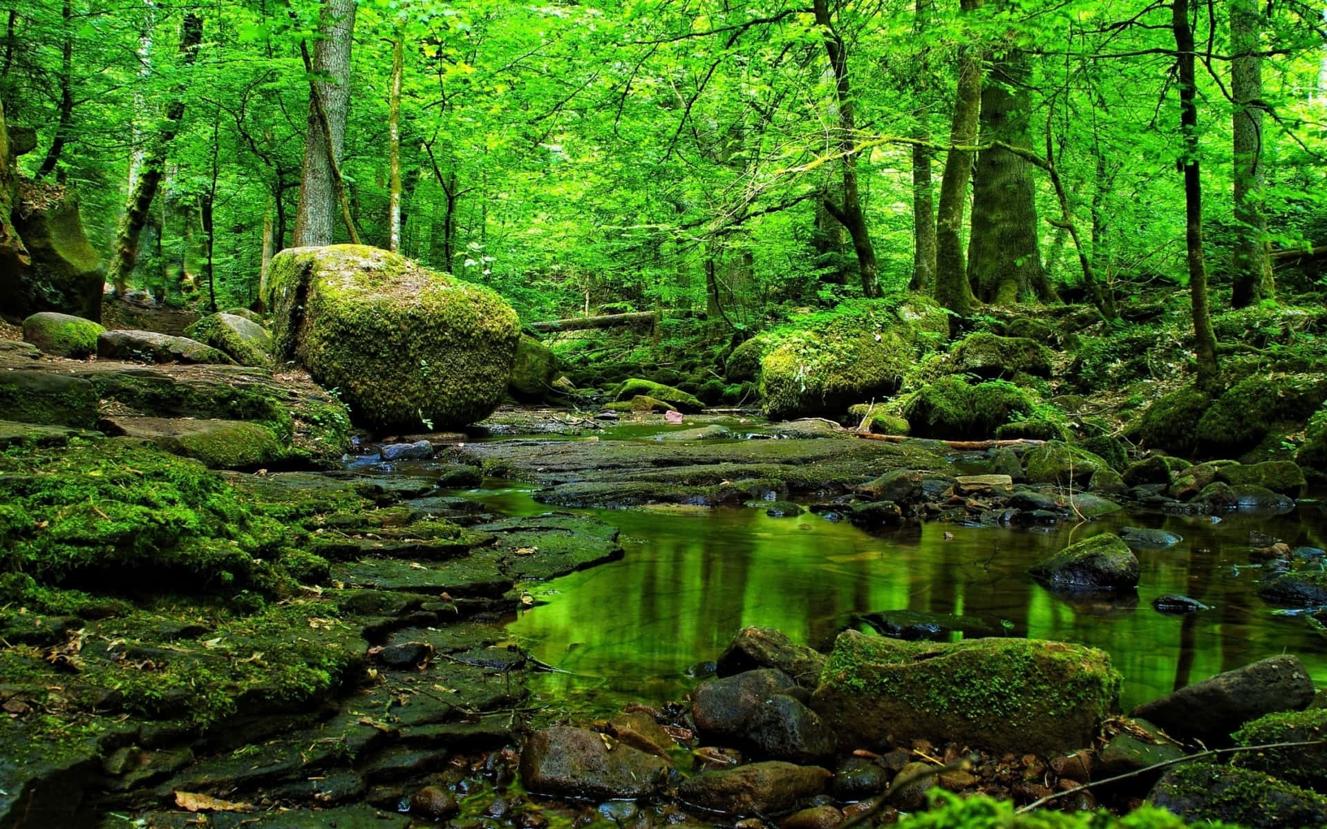 Green Forest, vibrant green forest, stream, Full HD Desktop Wallpaper
