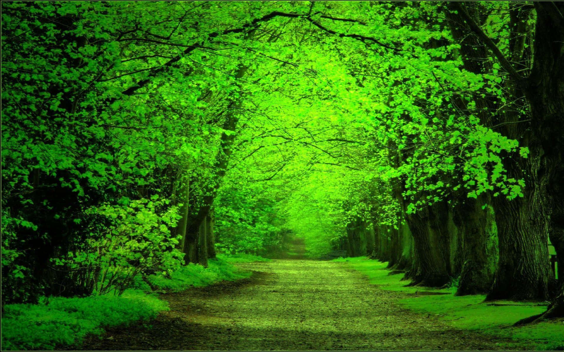Green Forest, winding dirt path, vibrant green trees, Full HD Desktop Wallpaper