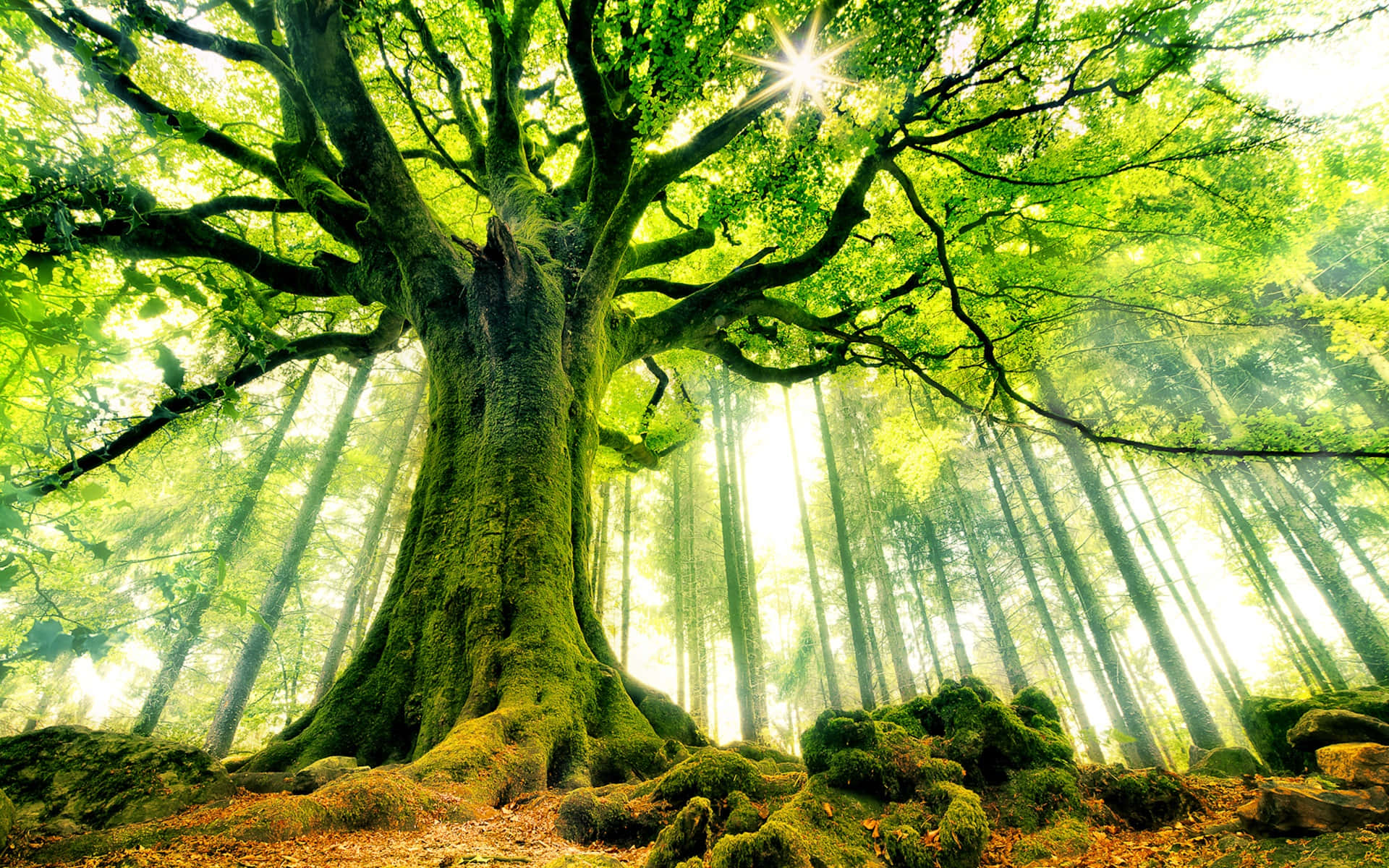 Green Forest, vibrant green leaves, mossy tree trunk, Full HD Desktop Wallpaper
