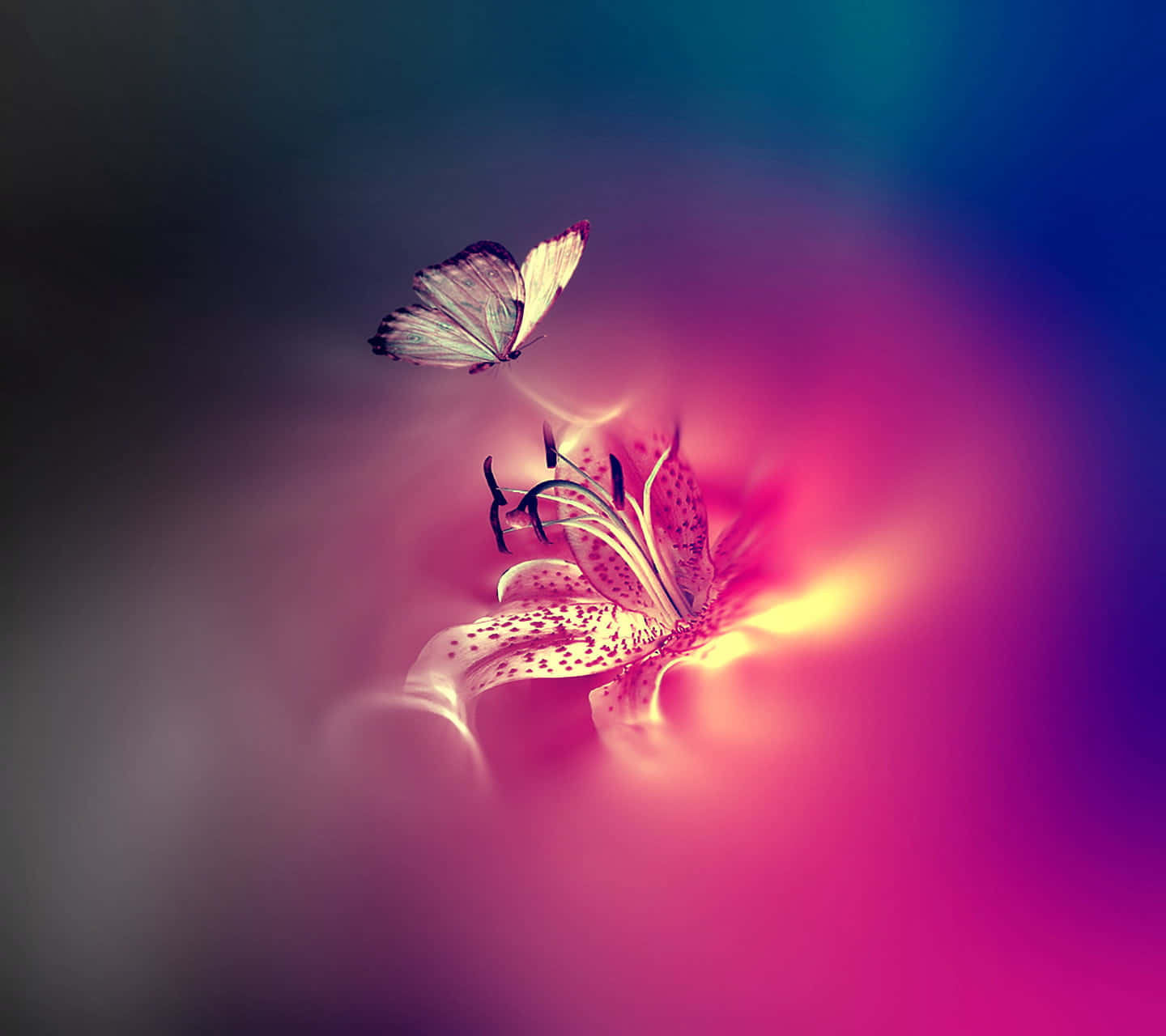 glowing lily, spotted petals, butterfly, HD Desktop Wallpaper