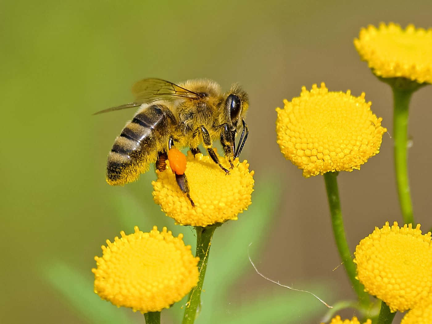 honeybee, pollen-covered legs, vibrant yellow tansy flower, HD Desktop Wallpaper
