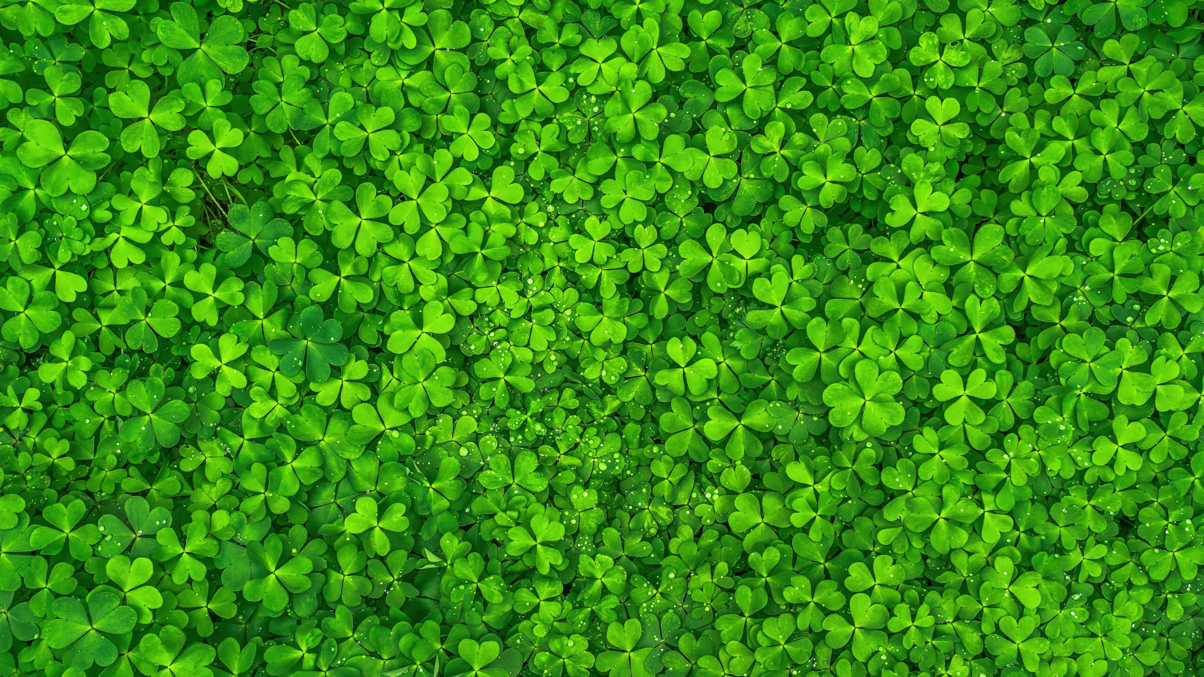 vibrant green, four leaf clovers, dew drops, 4K Desktop Wallpaper