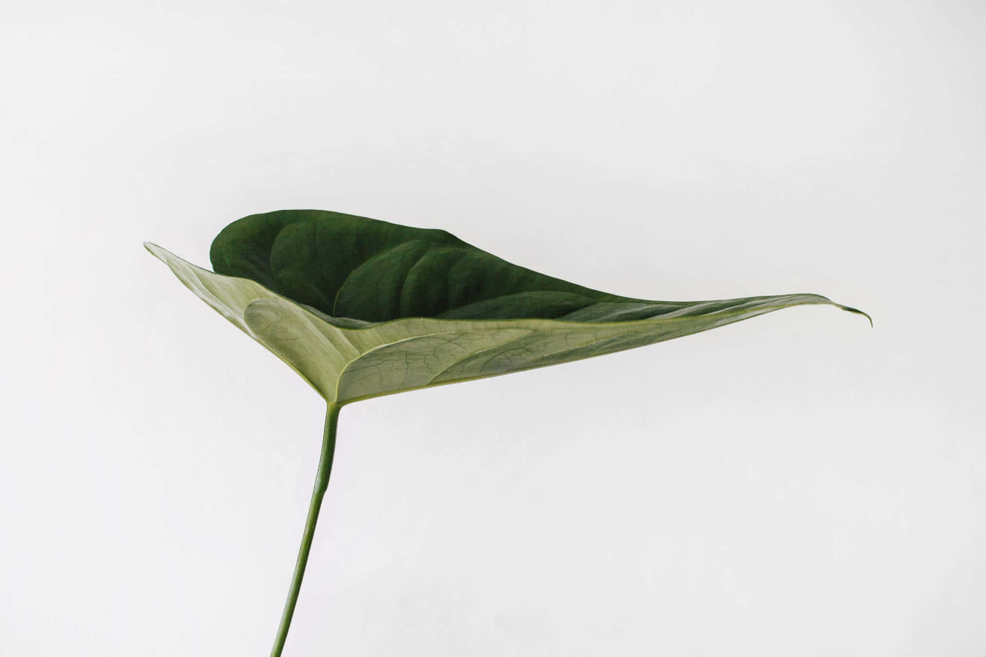 sage green, anthurium leaf, dark green, Full HD Desktop Wallpaper