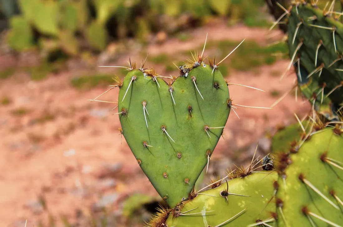 Green Heart