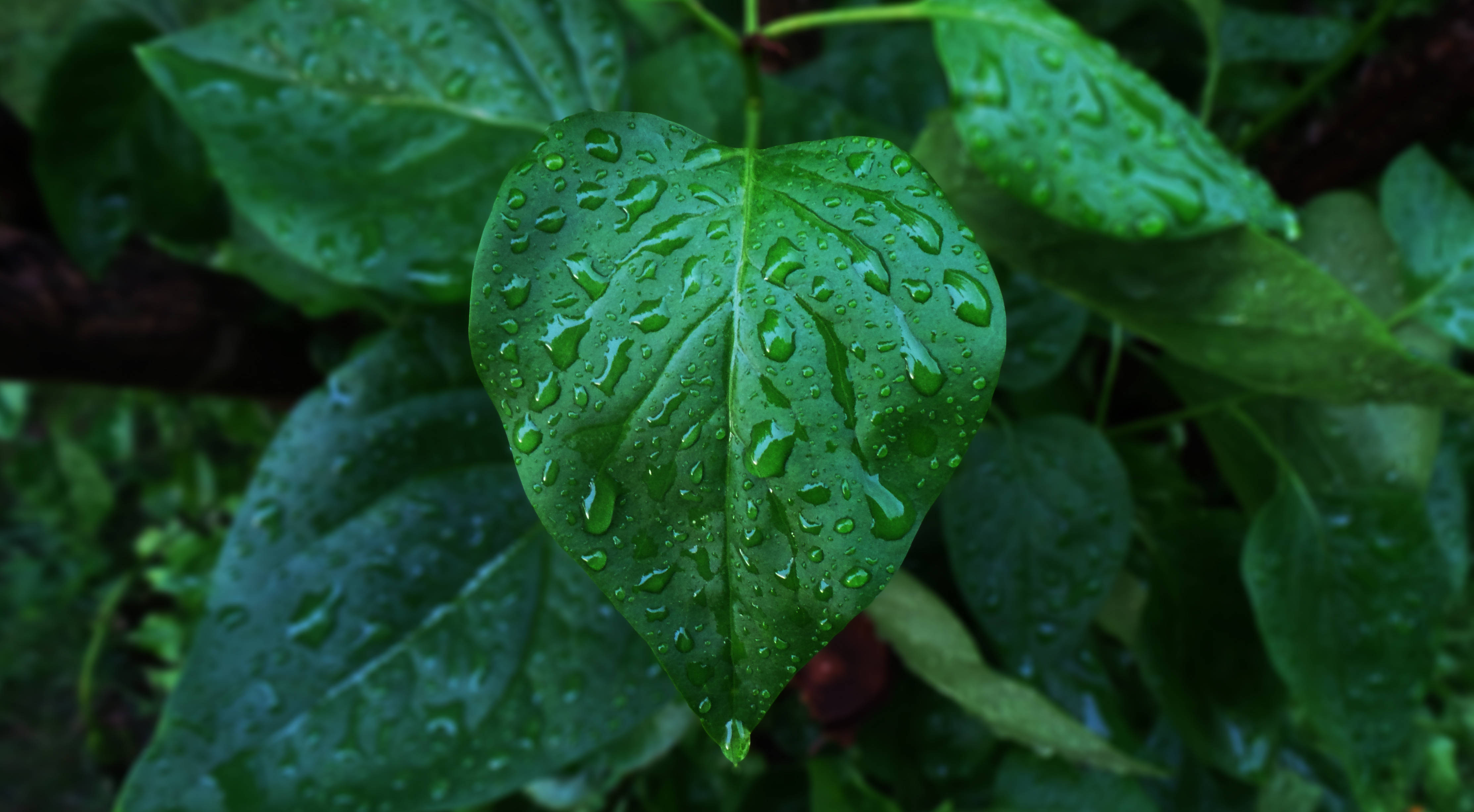 Green Heart, heart-shaped green leaf, raindrops, 4K Desktop Wallpaper