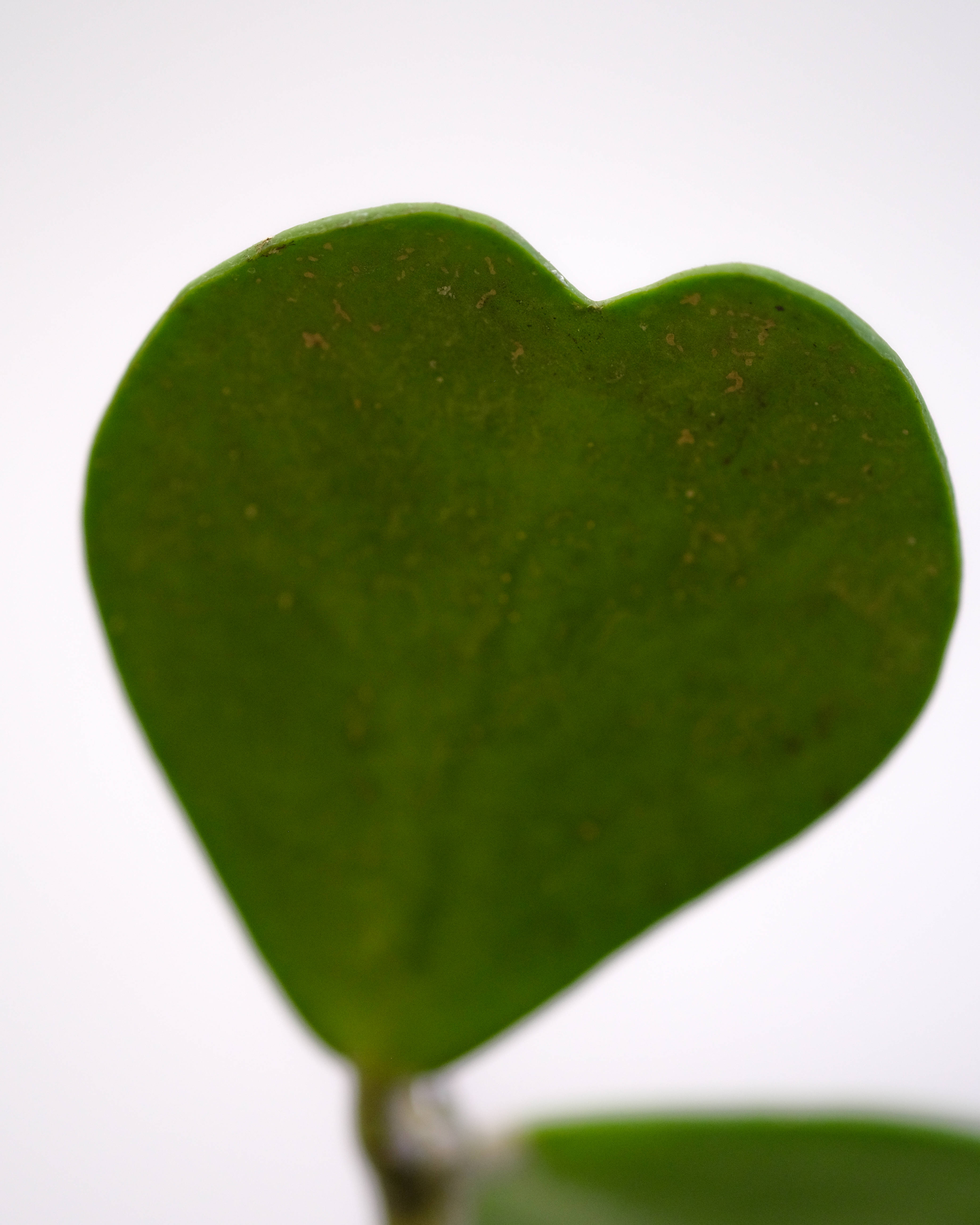 Dark Green Heart Leaf, vibrant green, heart-shaped leaf, 5K Phone Wallpaper