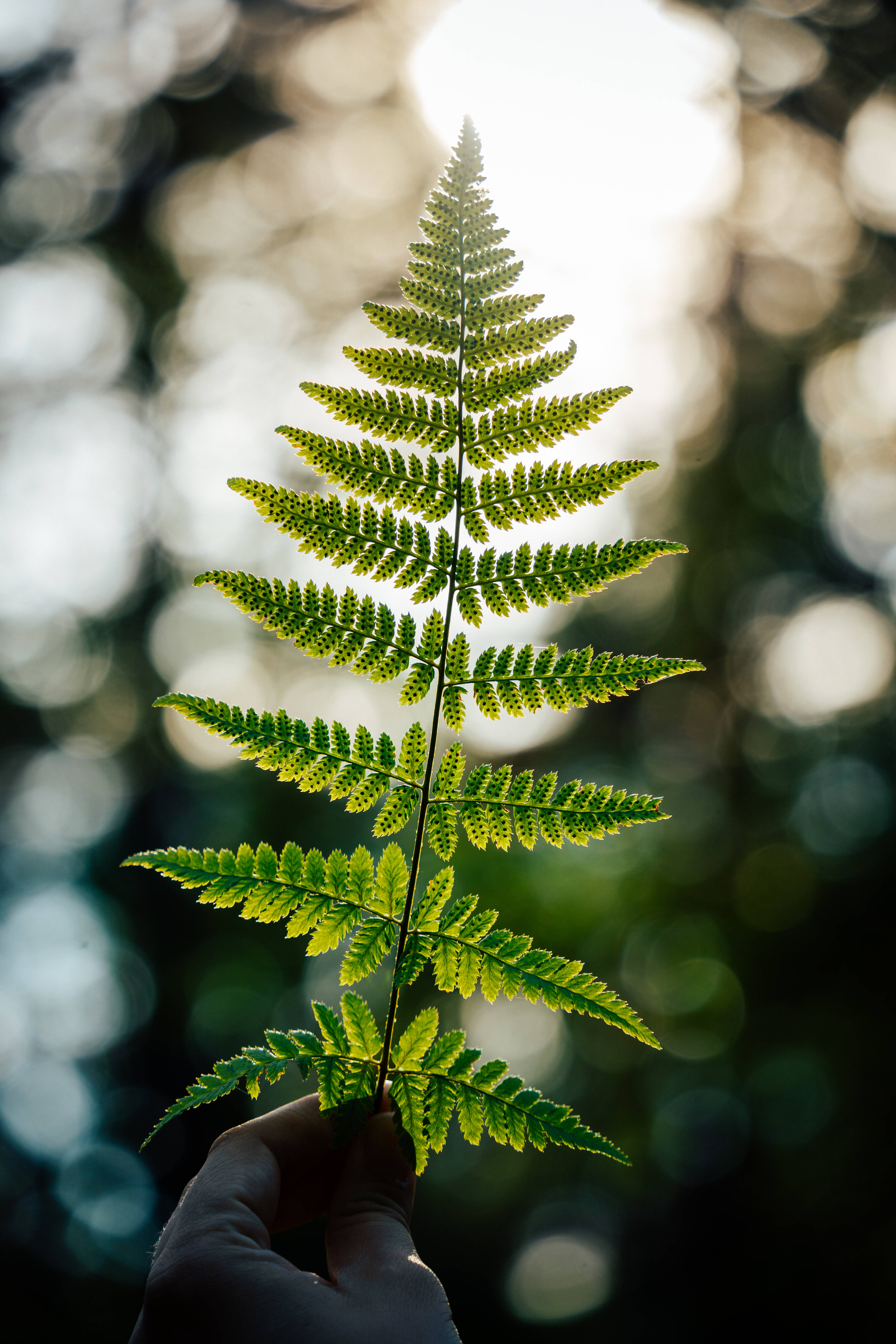 Green Heart, vibrant green fern leaf, soft sunlight, 5K Phone Wallpaper