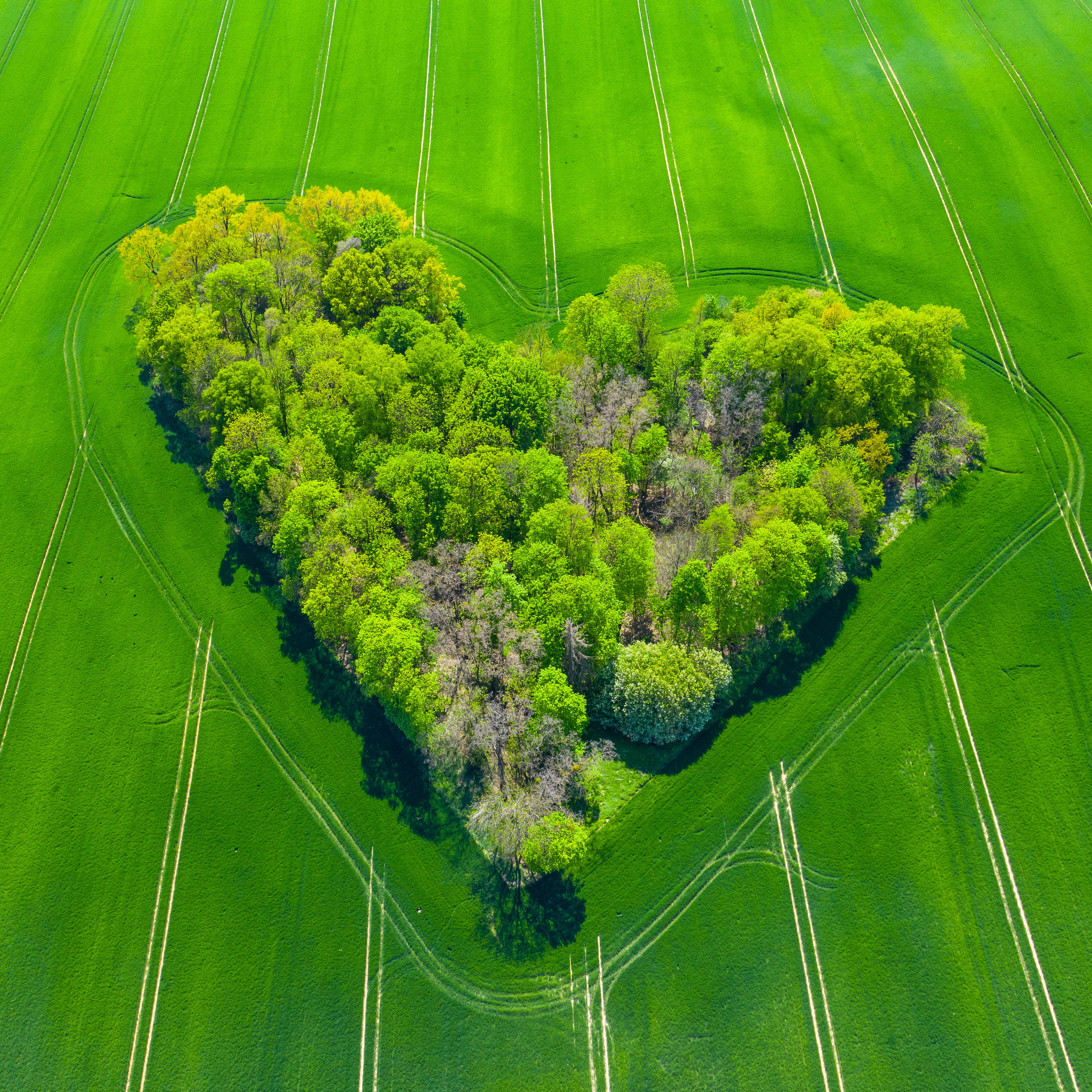 Green Heart, lush green forest, heart, 2K Desktop Wallpaper