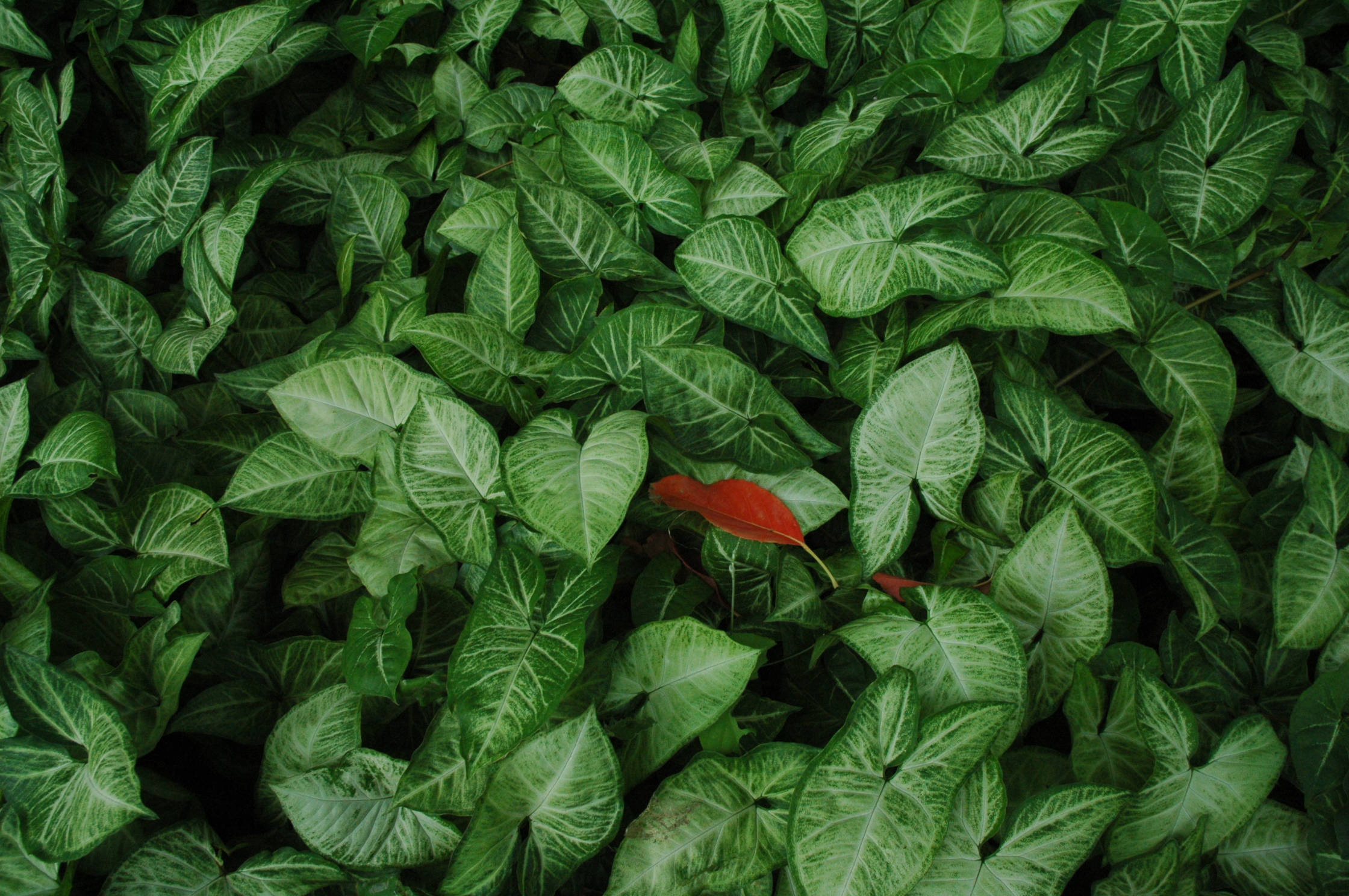 Green Heart Shaped, vibrant green arrowhead plants, striking red leaf, Full HD Desktop Wallpaper