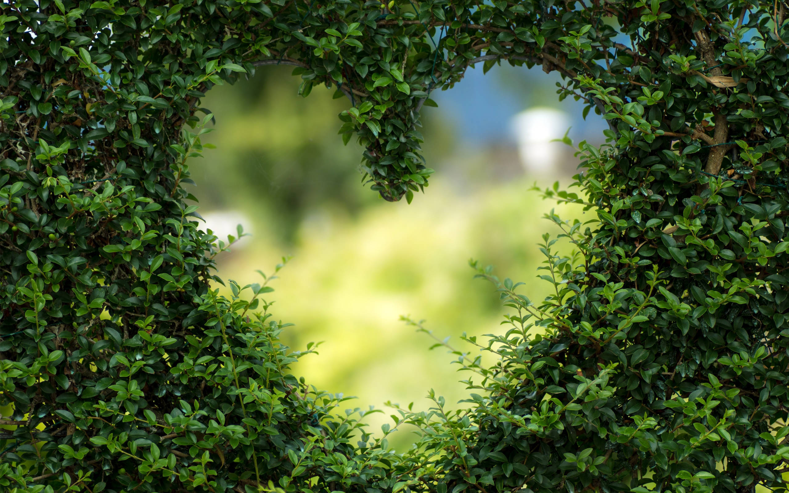 Green Heart, hedge frame, garden view, 2K Desktop Wallpaper