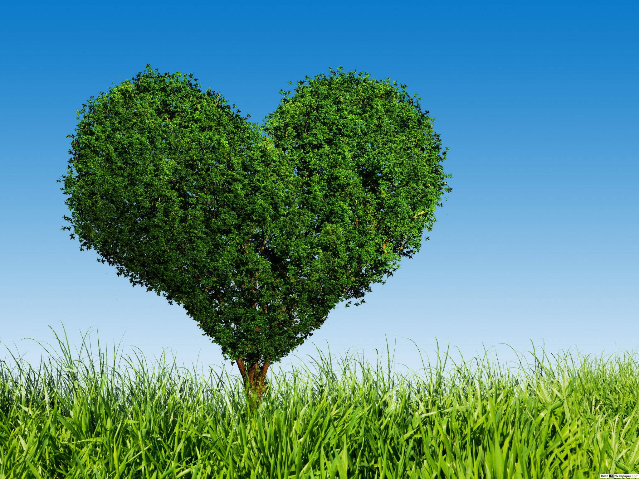 Green Heart, big tree, heart-shaped tree, Full HD Desktop Wallpaper