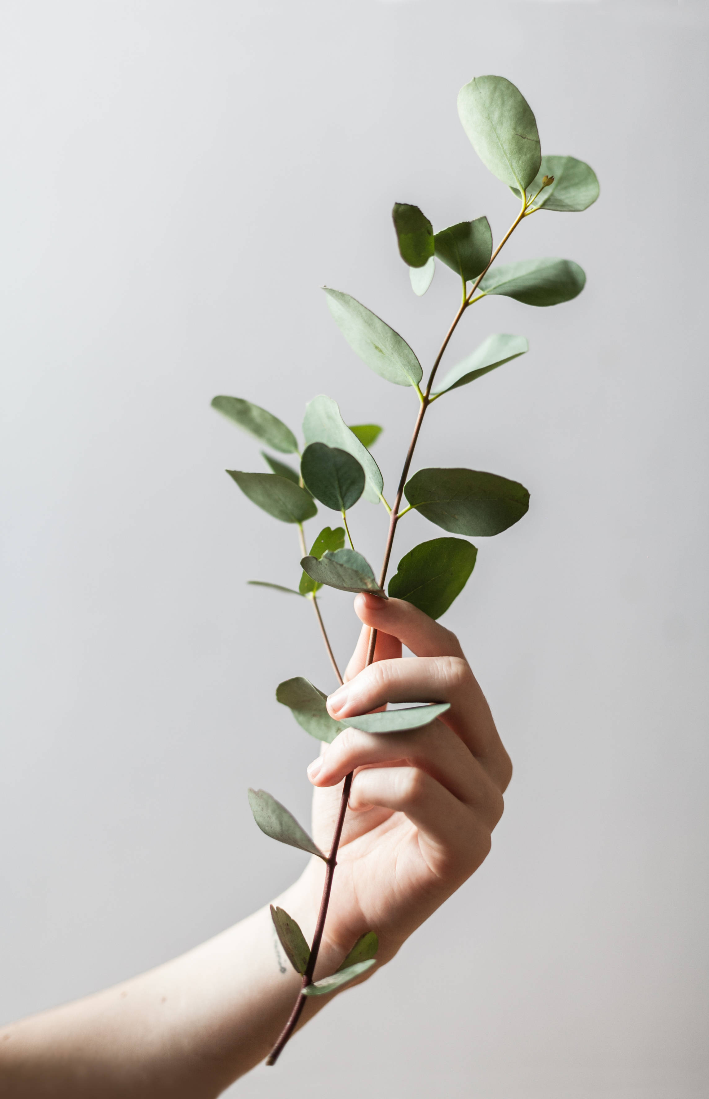 eucalyptus branch, soft neutral background, hand, 2K Phone Wallpaper