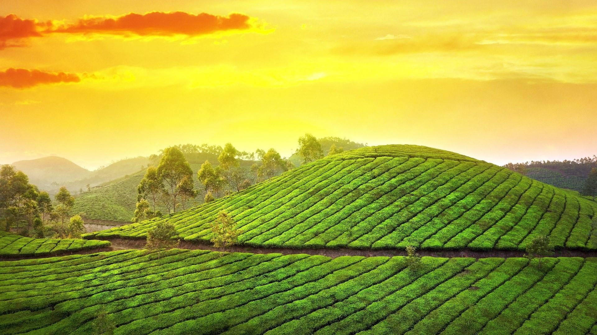 Green Hill, yellow skies, vibrant golden sunset sky, Full HD Desktop Wallpaper