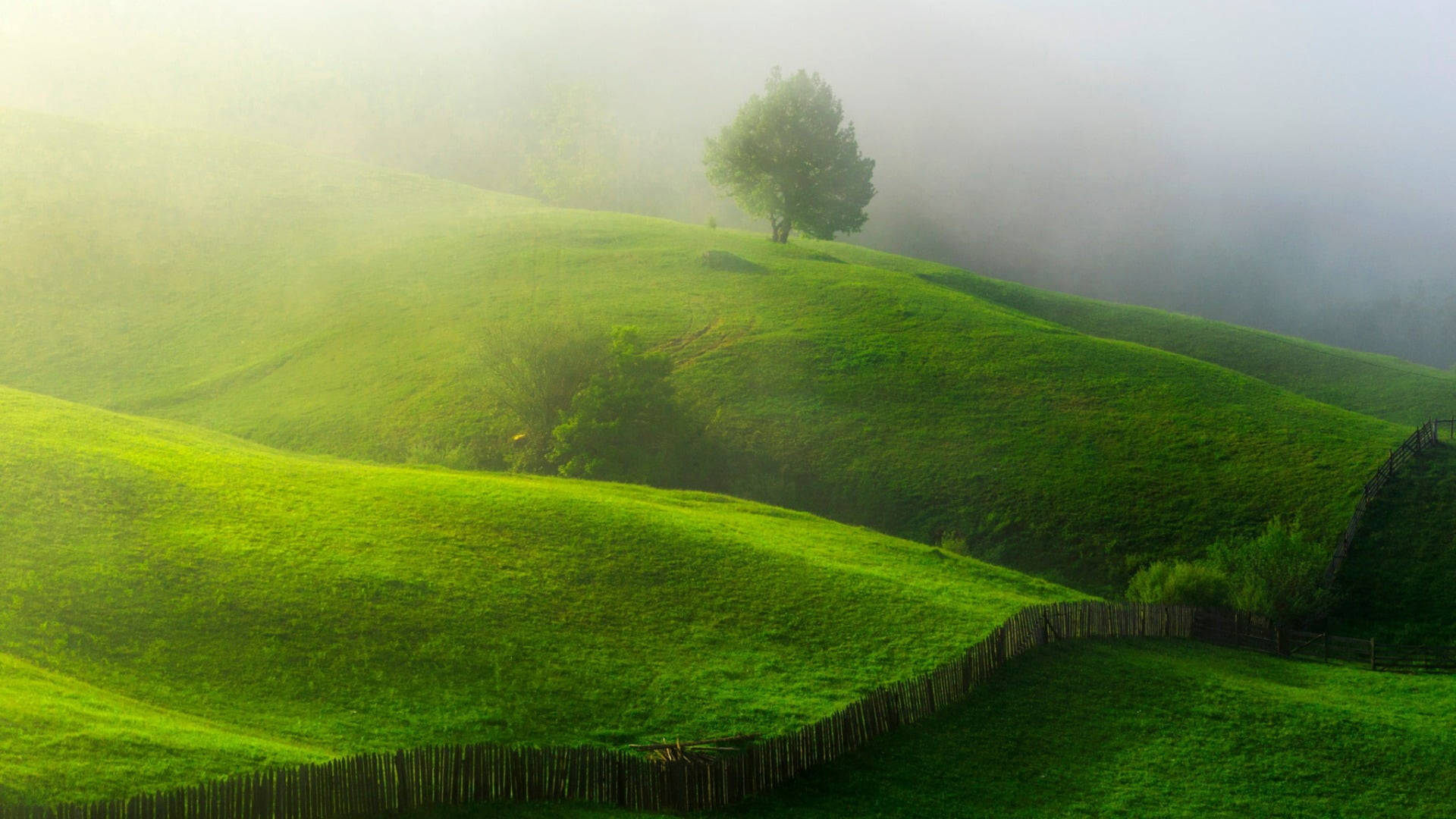 Hazy Green Hill, rolling green hills, lone tree, Full HD Desktop Wallpaper