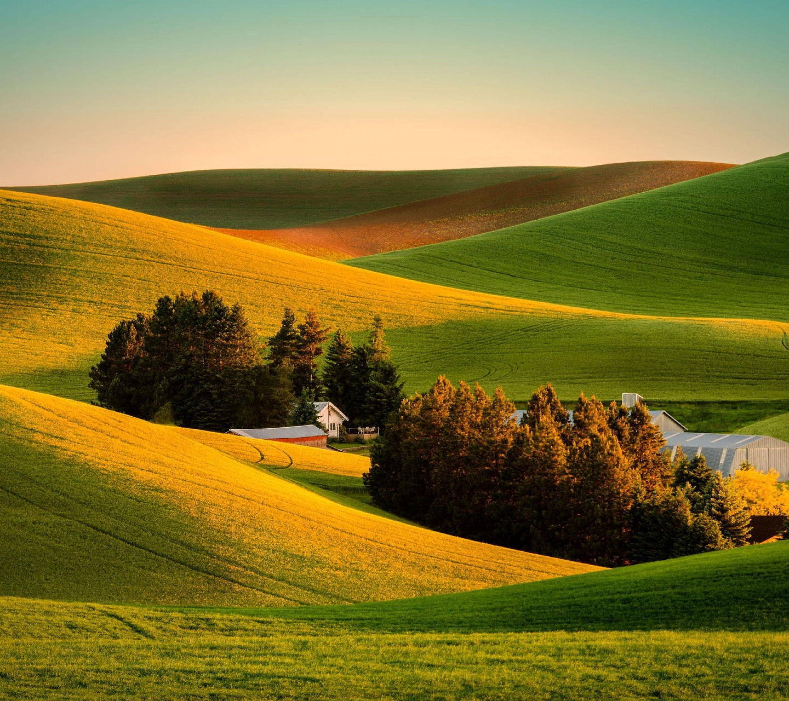 Green Hill, spruce trees, golden, 2K Desktop Wallpaper