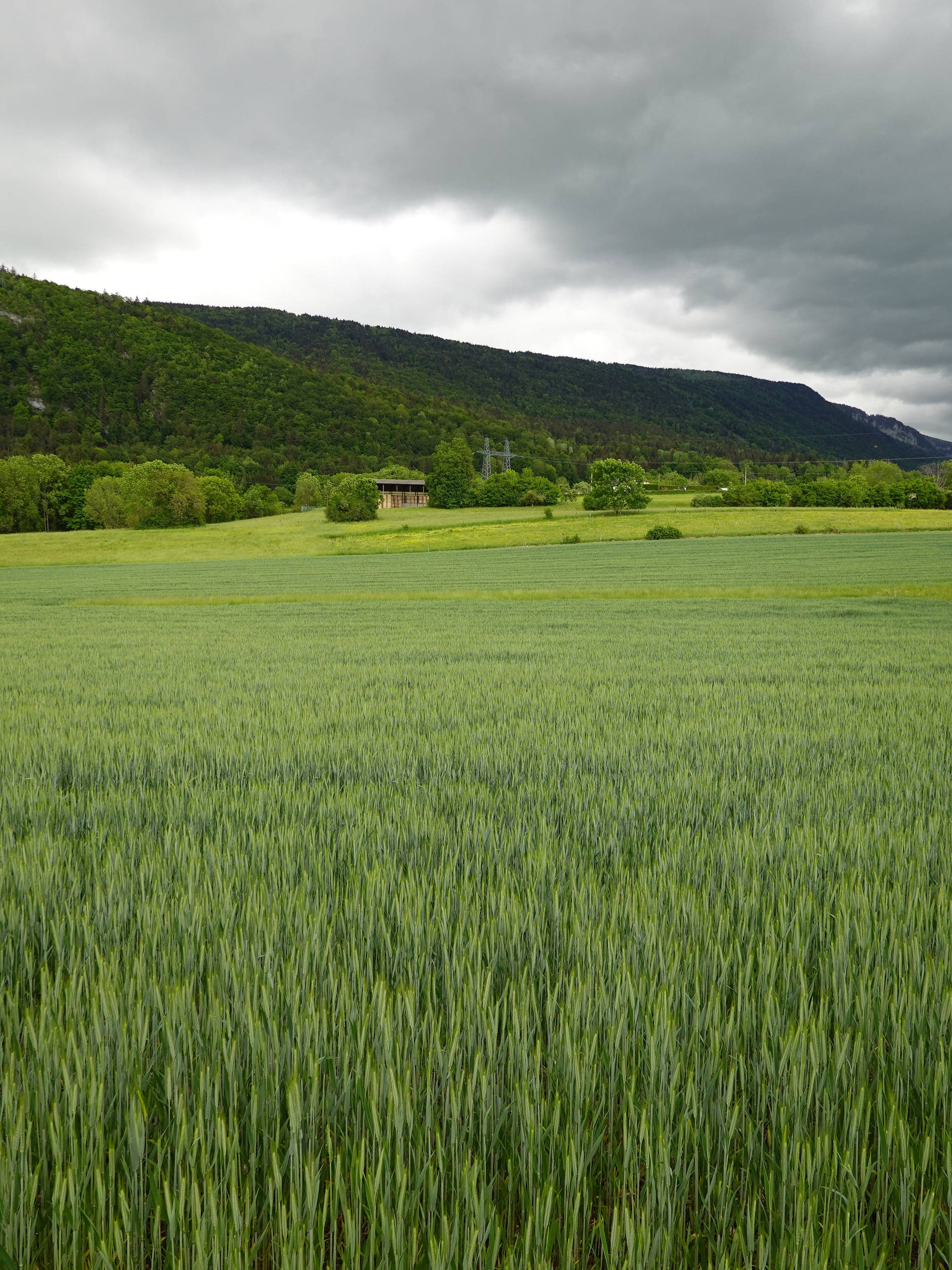 Green Hill, wheat field, forested hill, 2K Phone Wallpaper