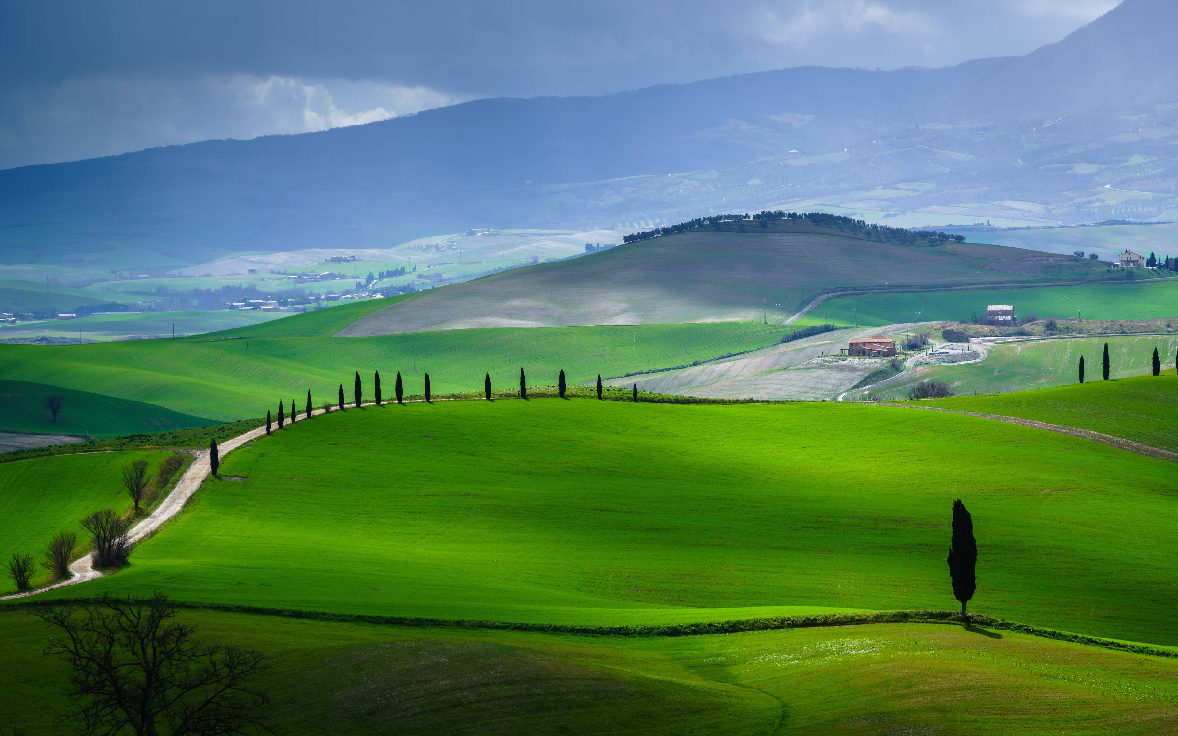 Green Hill, pine trees, cypress trees, 4K Desktop Wallpaper