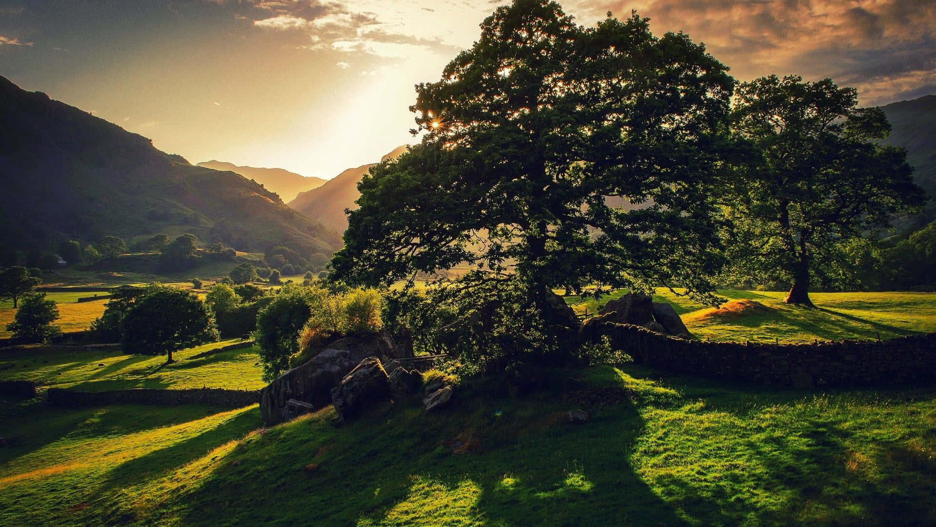 English Countryside, ancient tree, golden sunset, Full HD Desktop Wallpaper