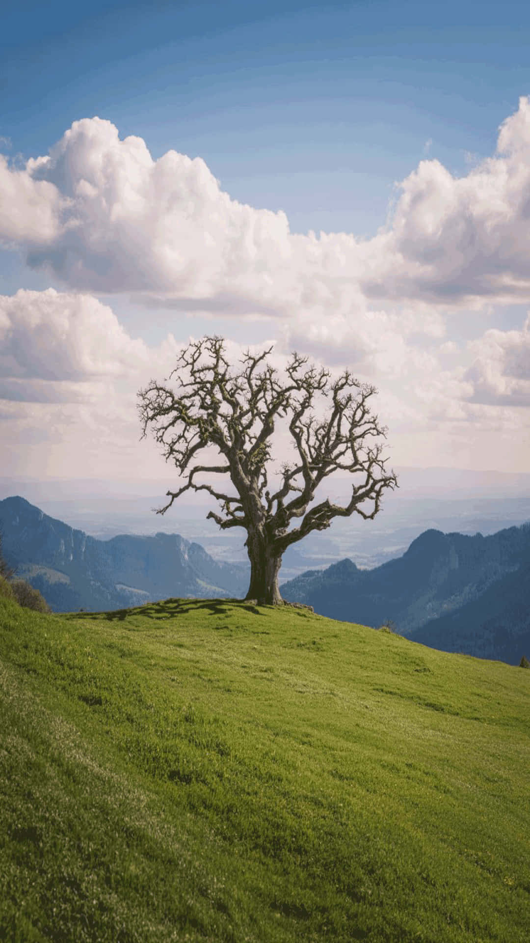 solitary tree, green hill, blue mountains, Full HD Phone Wallpaper