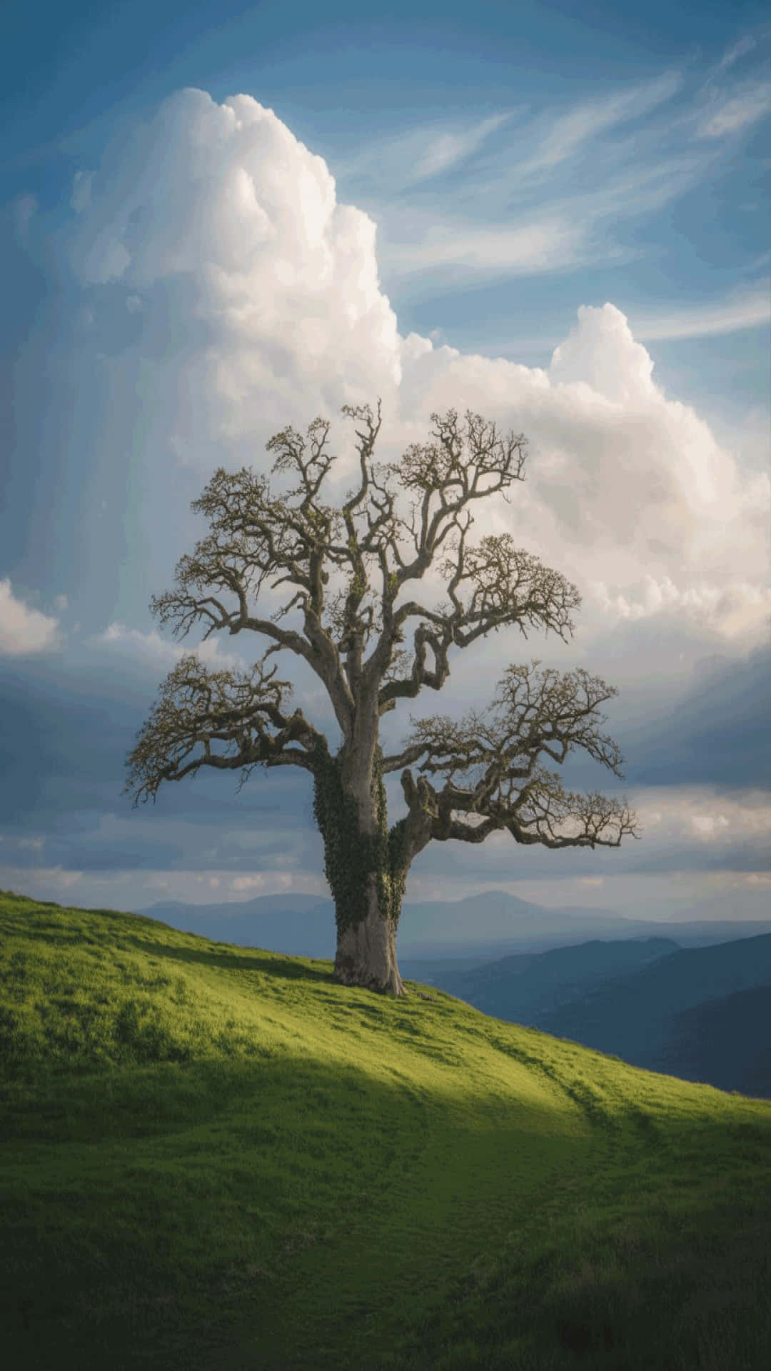 solitary tree, green hill, sunlit, Full HD Phone Wallpaper