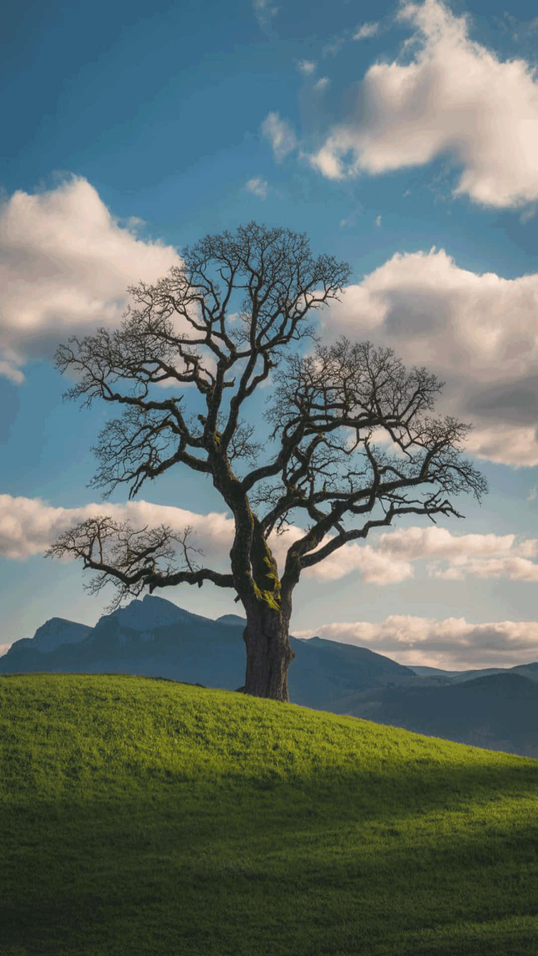 solitary tree, green hill, bright blue sky, Full HD Phone Wallpaper