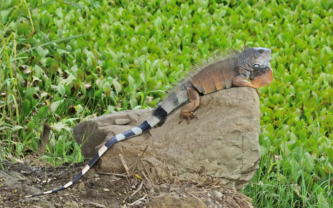 Green Iguana