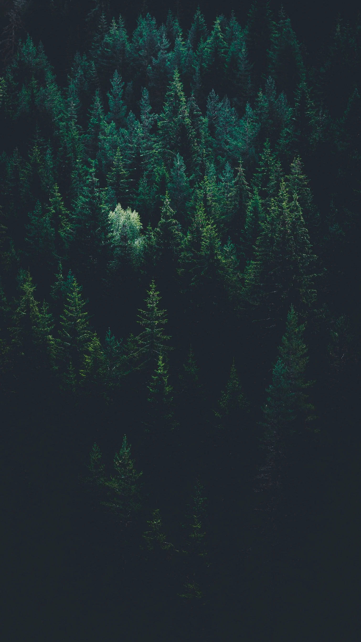 Forest Green iPhone, aerial view, dense dark forest, 2K Phone Wallpaper