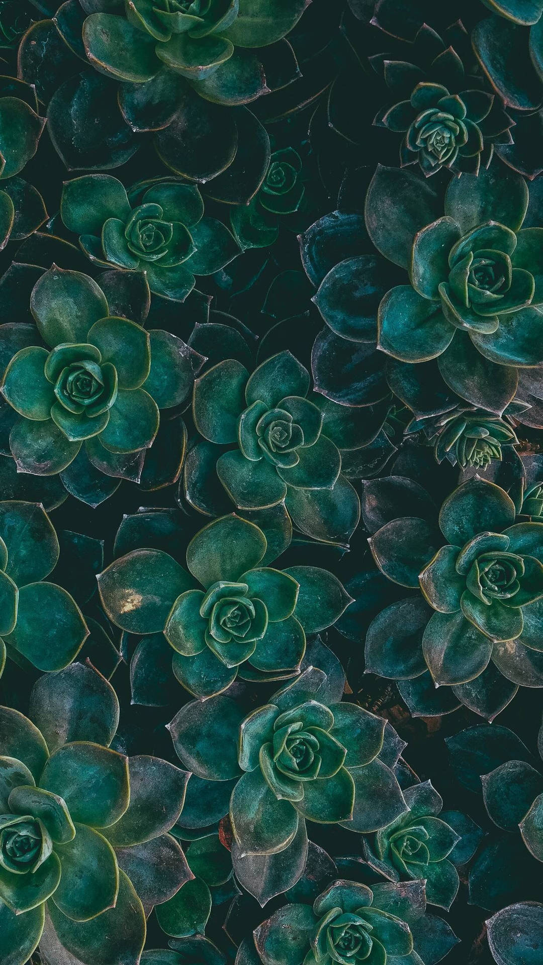 teal succulent rosettes, dark shadows, subtle golden edges, Full HD Phone Wallpaper